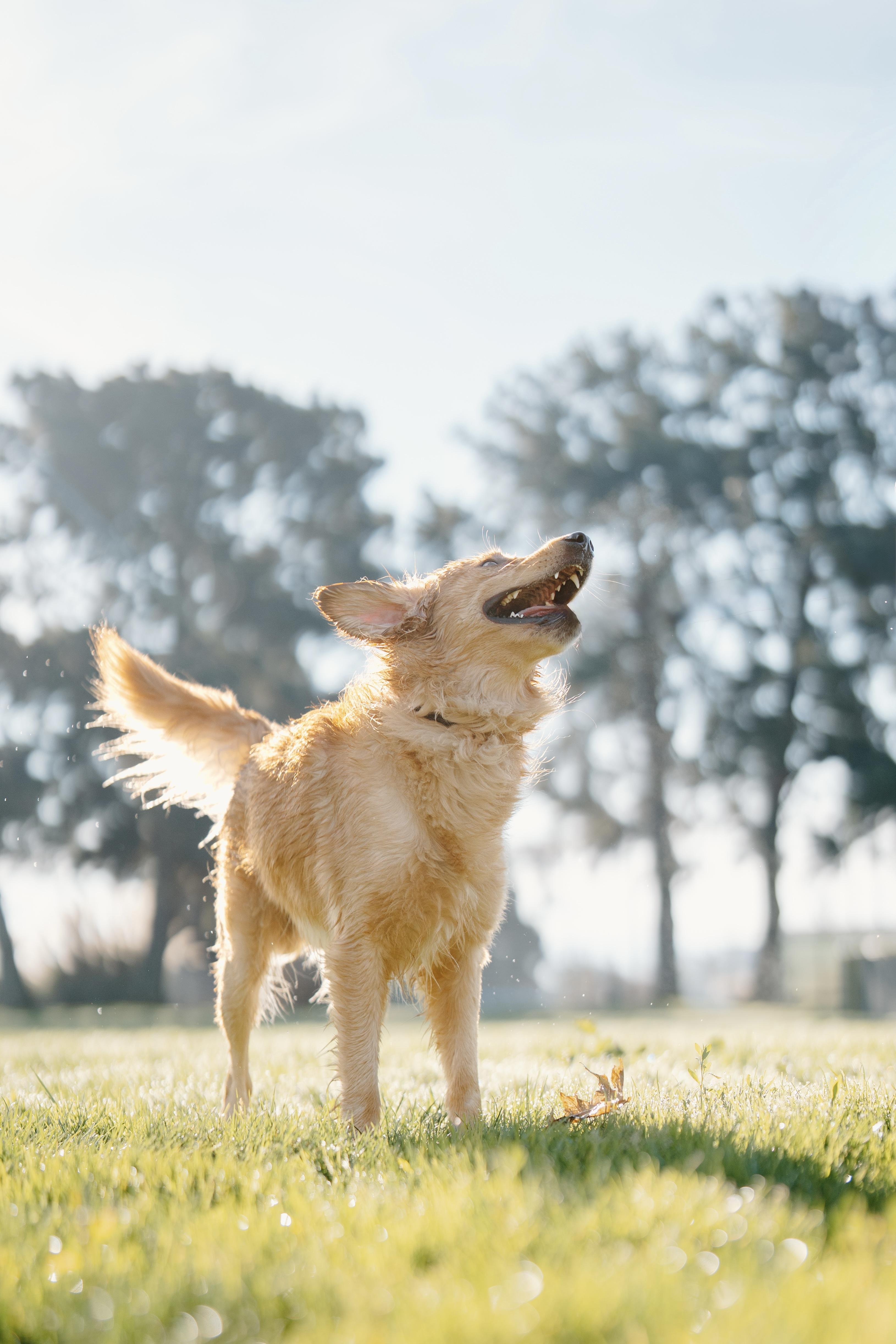 Enlarge Milo, a ADOPTABLE Golden Retriever in San Francisco, CA image 3/4