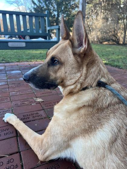 Enlarge Jaxx, a Adoptable mixed breed in Madison, WI image 1/3