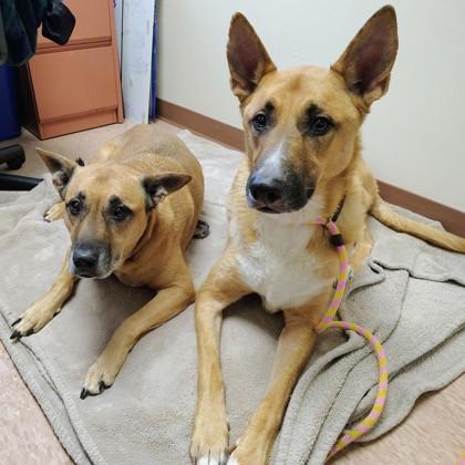 Jaxx, Adoptable, Adult Male Black Mouth Cur & Mixed Breed.