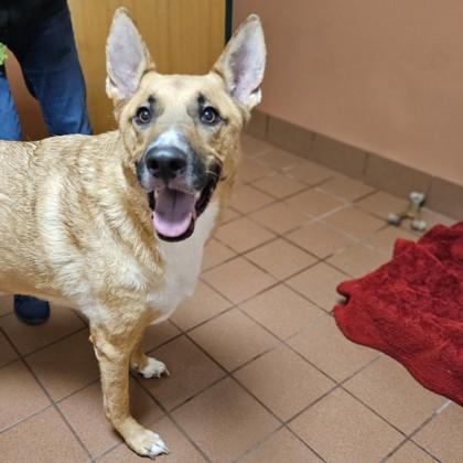 Enlarge Jaxx, a Adoptable mixed breed in Madison, WI image 3/3