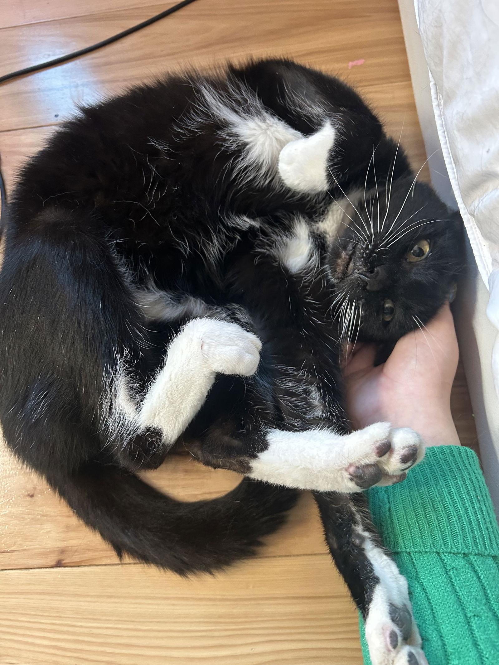 Enlarge Whiskers (Napa Christina), a Adoptable Domestic Short Hair in Napa, CA image 1/3