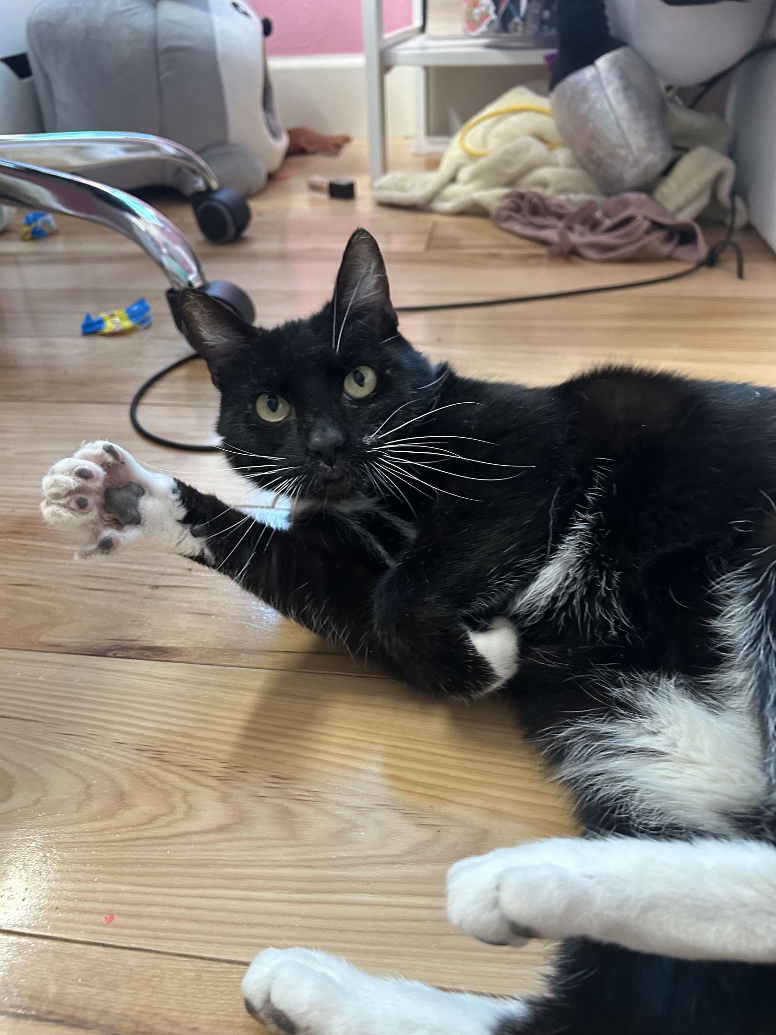 Enlarge Whiskers (Napa Christina), a Adoptable Domestic Short Hair in Napa, CA image 2/3