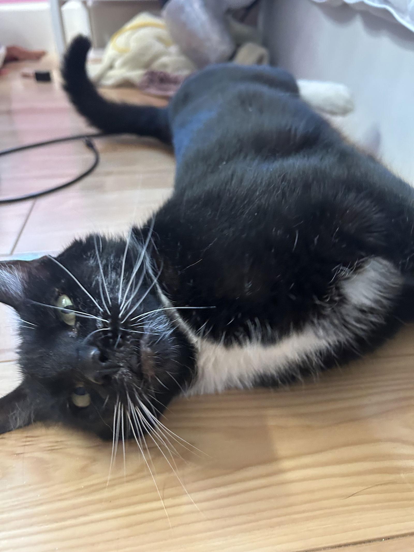 Enlarge Whiskers (Napa Christina), a Adoptable Domestic Short Hair in Napa, CA image 3/3