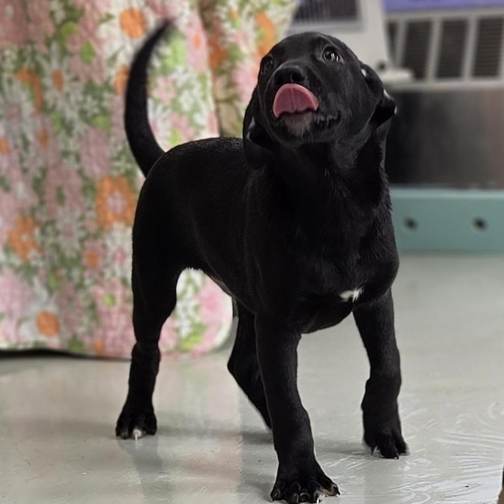 Rolph, Adoptable, Puppy Male Shepherd & Mixed Breed.