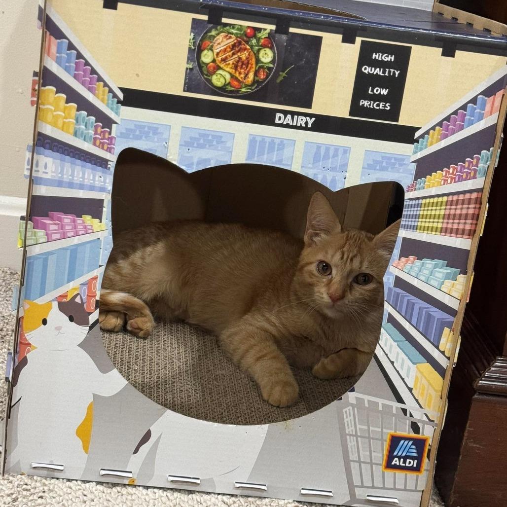Burnt Sienna, Adoptable, Kitten Female Domestic Short Hair.