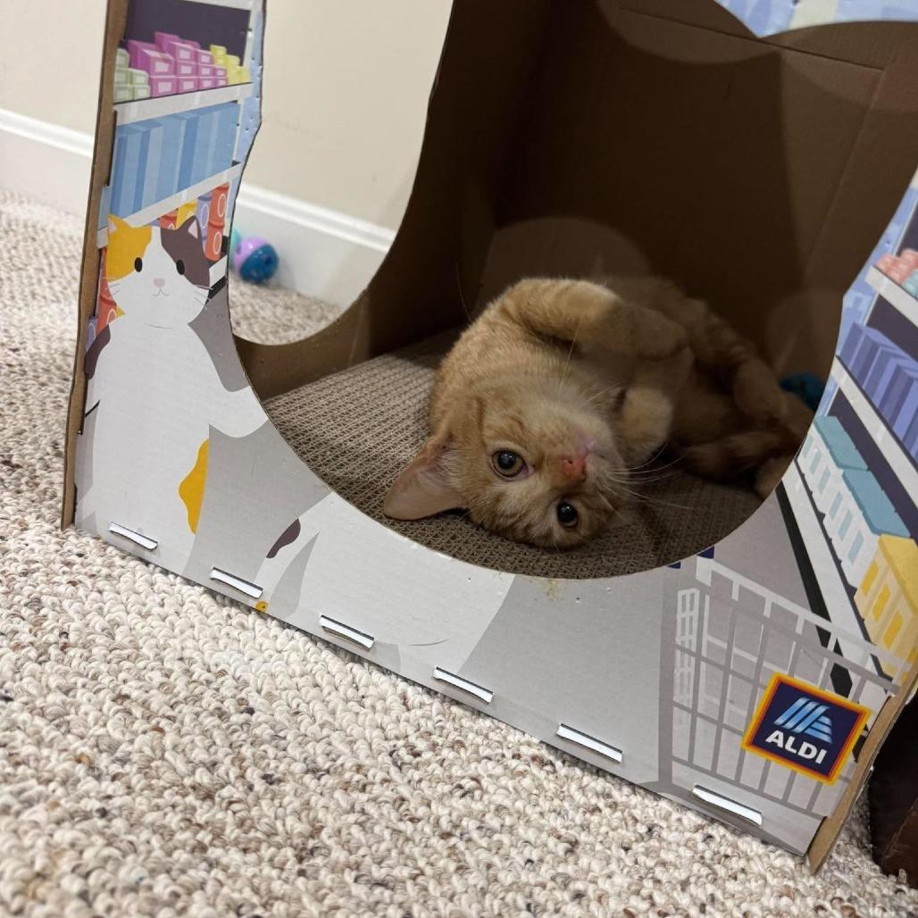 Enlarge Burnt Sienna, a Adoptable Domestic Short Hair in Jarrettsville, MD image 2/6