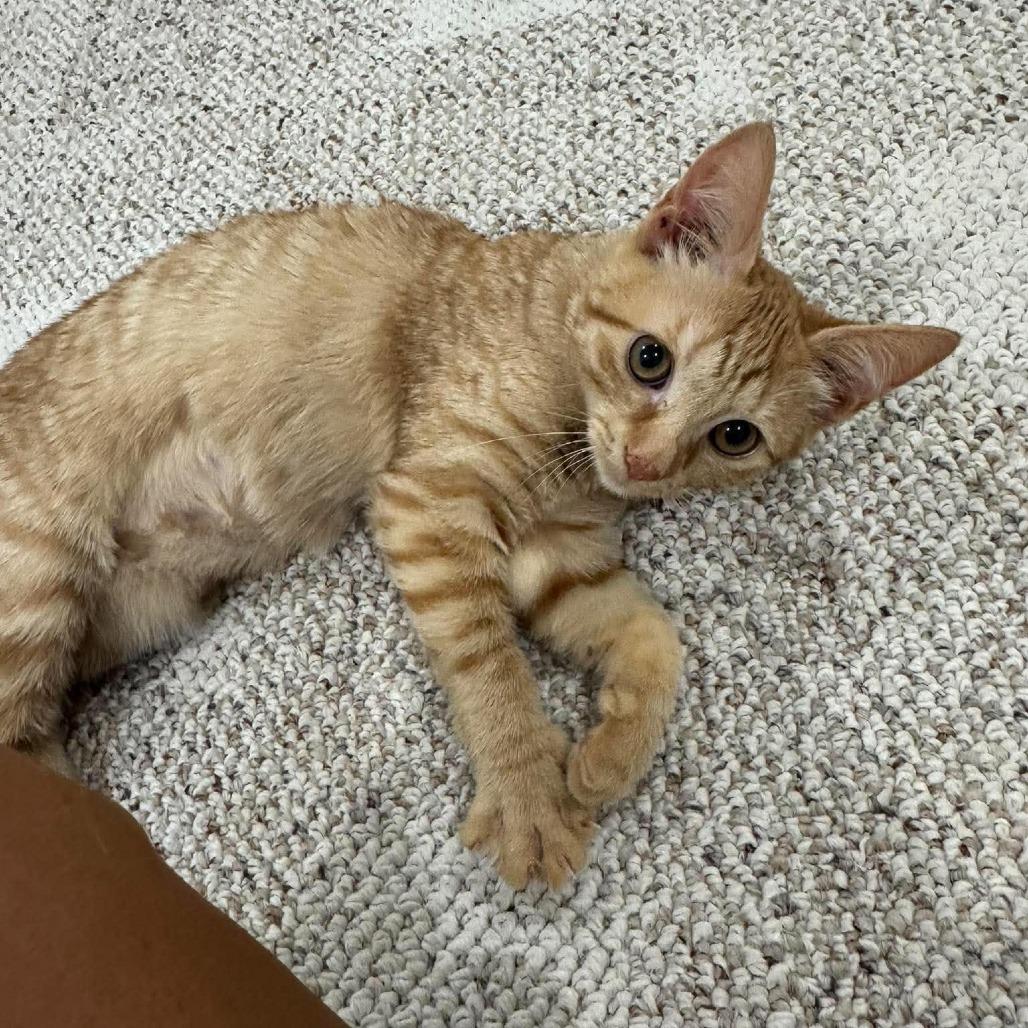 Enlarge Burnt Sienna, a Adoptable Domestic Short Hair in Jarrettsville, MD image 3/6