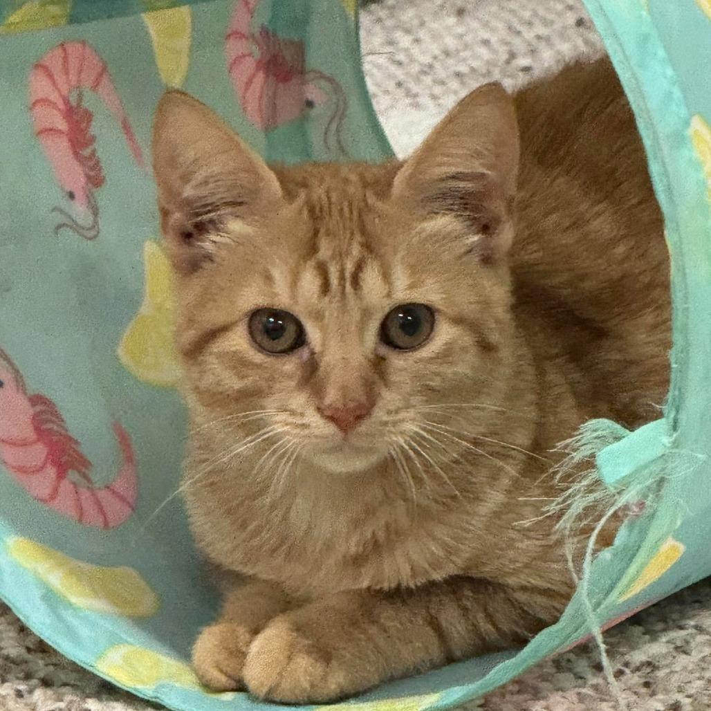Enlarge Burnt Sienna, a Adoptable Domestic Short Hair in Jarrettsville, MD image 5/6