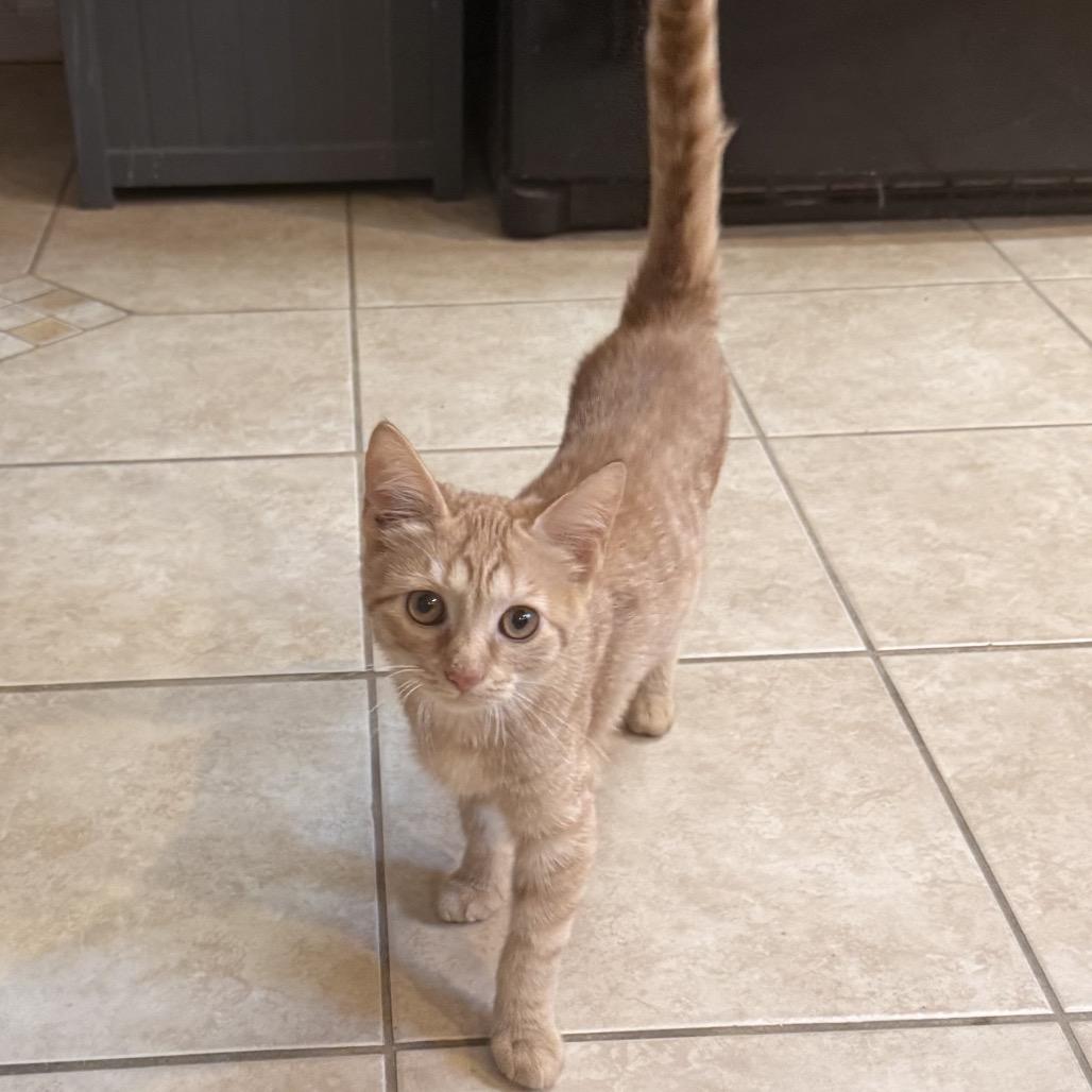Enlarge Burnt Sienna, a Adoptable Domestic Short Hair in Jarrettsville, MD image 6/6