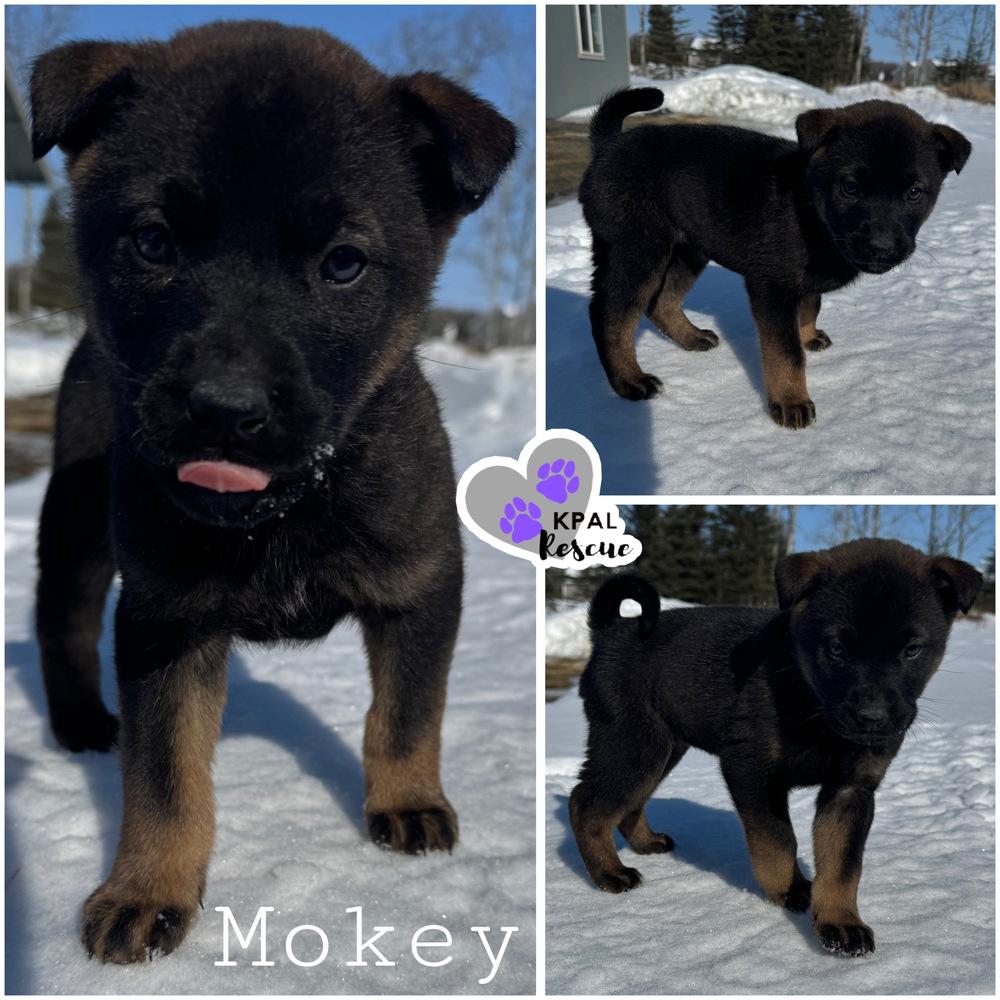 Enlarge Mokey - Fraggle Rock Litter, a Adoptable mixed breed in Kenai, AK image 1/2