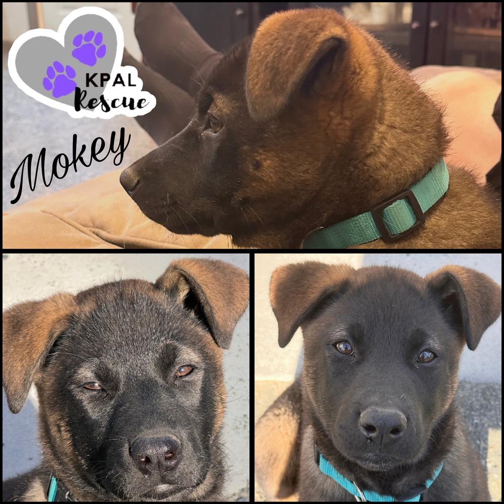Enlarge Mokey - Fraggle Rock Litter, a Adoptable mixed breed in Kenai, AK image 2/5
