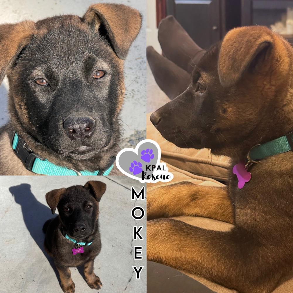 Enlarge Mokey - Fraggle Rock Litter, a Adoptable mixed breed in Kenai, AK image 3/5