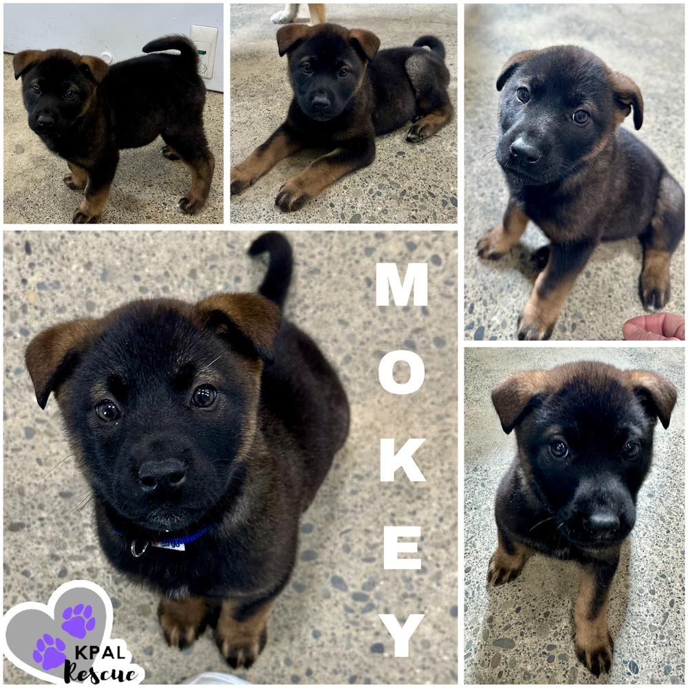 Enlarge Mokey - Fraggle Rock Litter, a Adoptable mixed breed in Kenai, AK image 2/2