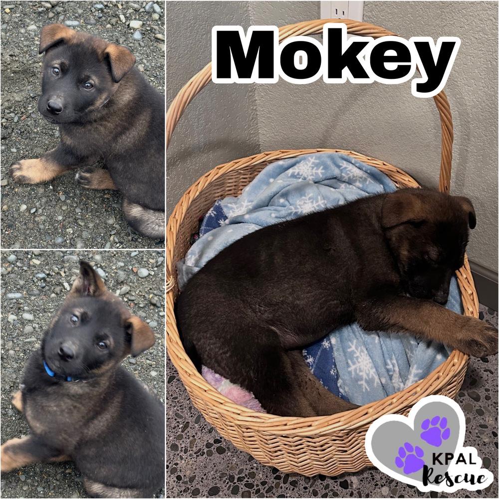 Enlarge Mokey - Fraggle Rock Litter, a Adoptable mixed breed in Kenai, AK image 5/5