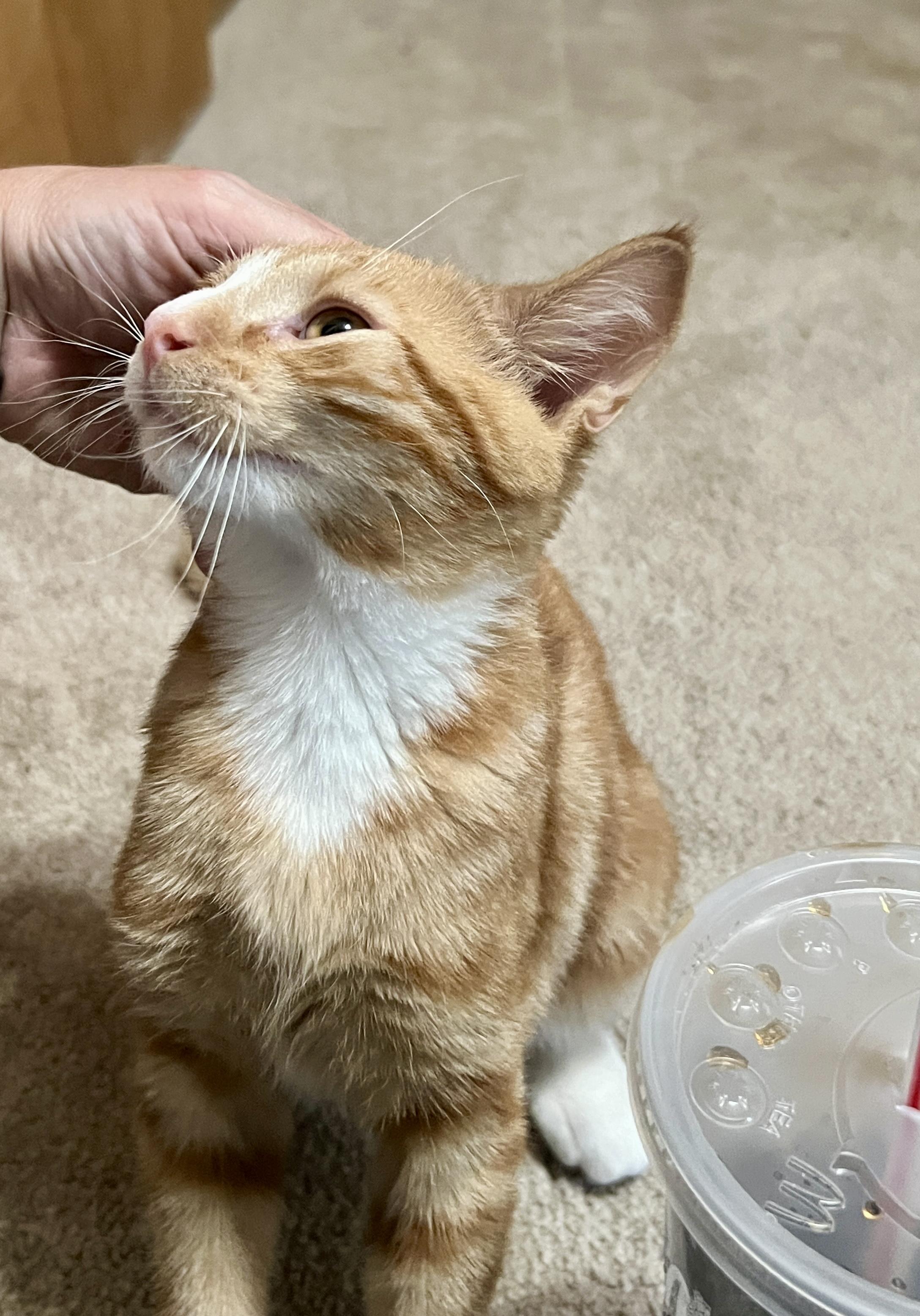 Tourmaline, an adopted Domestic Short Hair in Andover, CT image 4/6