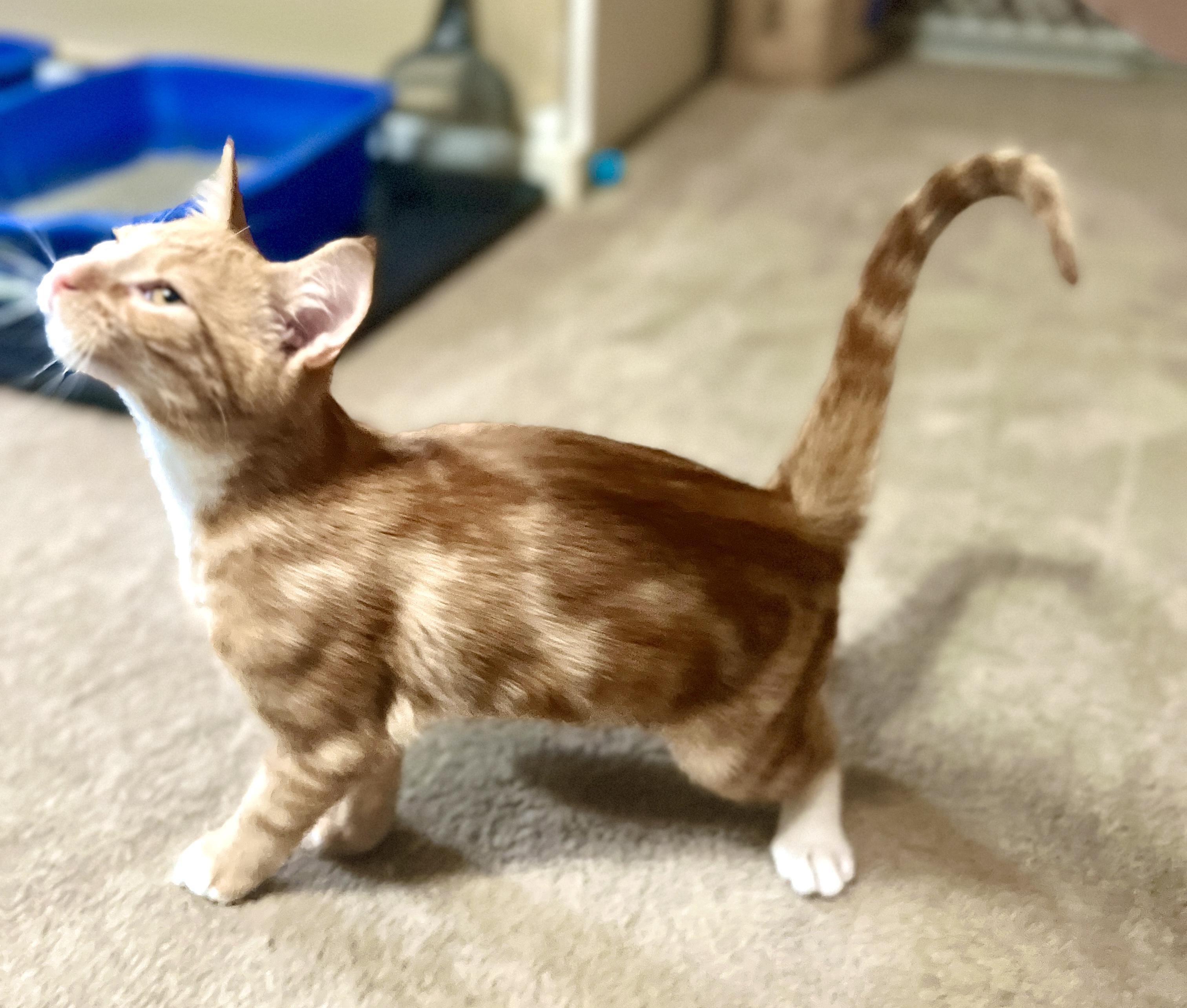 Tourmaline, an adopted Domestic Short Hair in Andover, CT image 5/6