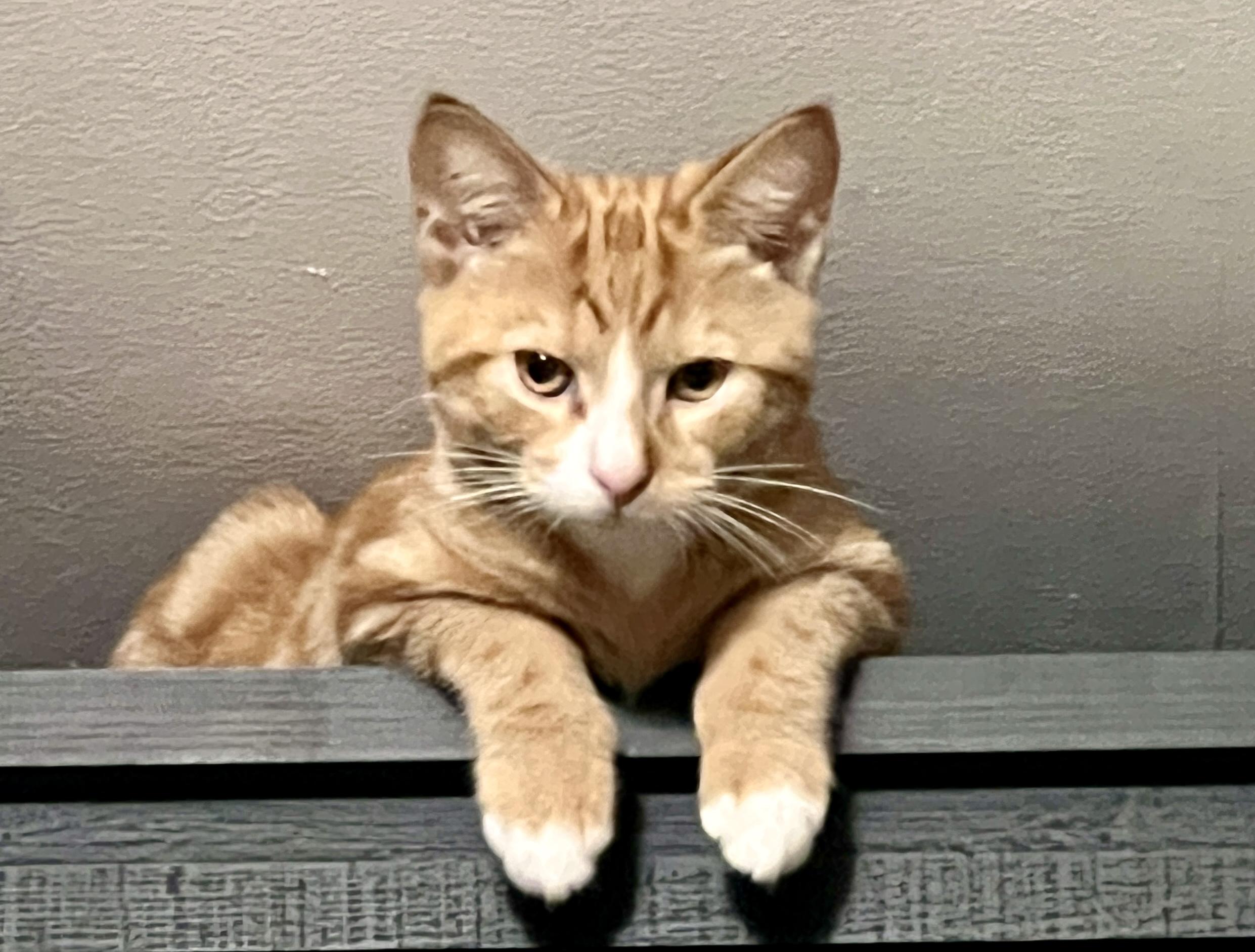 Tourmaline, an adopted Domestic Short Hair in Andover, CT image 1/6