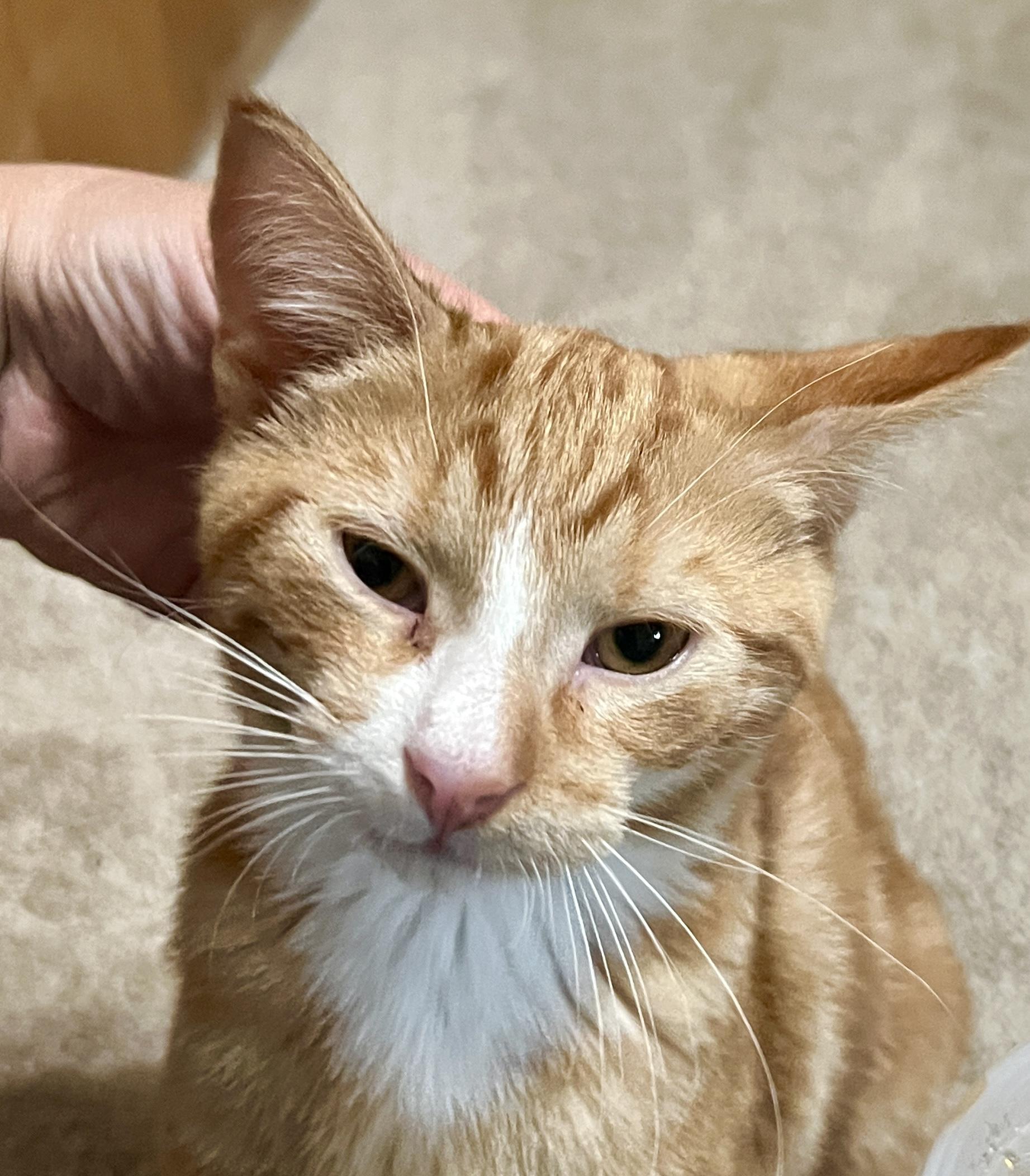 Tourmaline, an adopted Domestic Short Hair in Andover, CT image 3/6