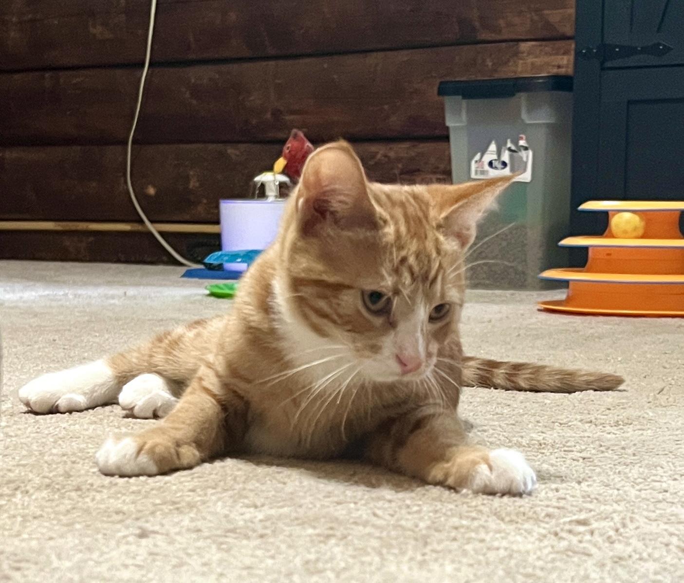 Tourmaline, an adopted Domestic Short Hair in Andover, CT image 6/6