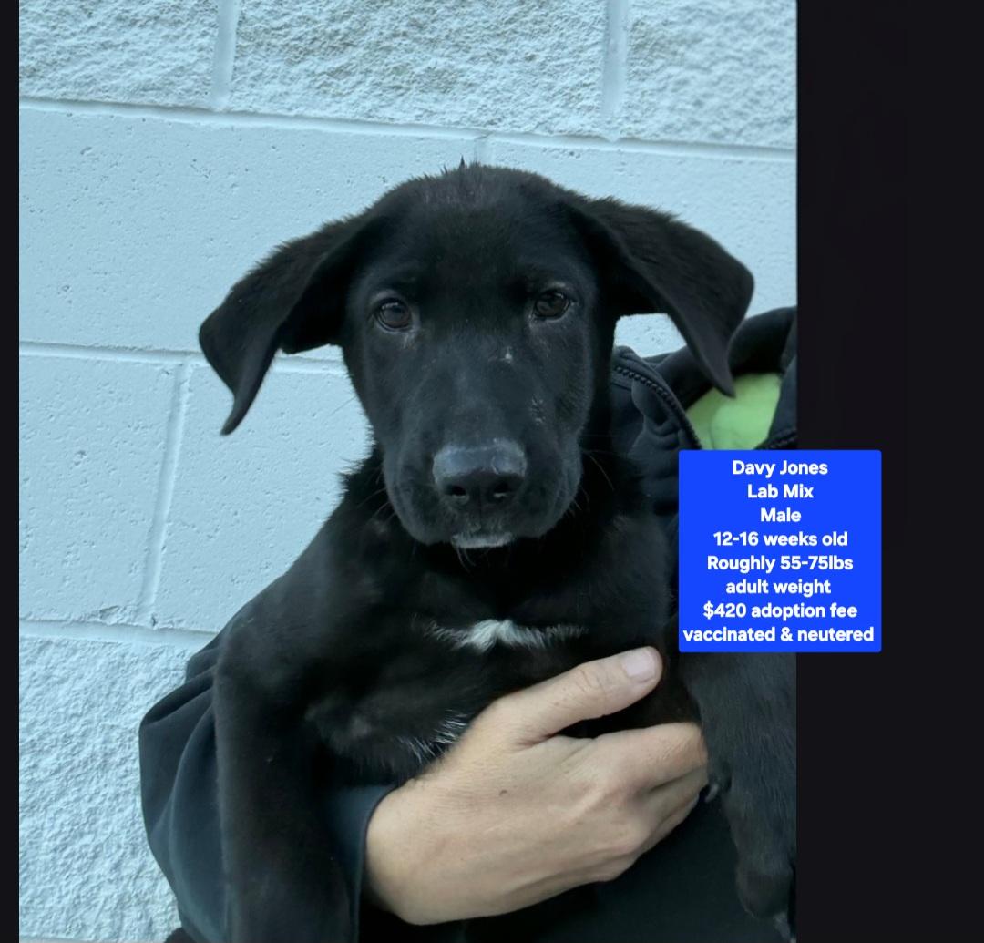 Davy Jones, Adoptable, Puppy Male Black Labrador Retriever.
