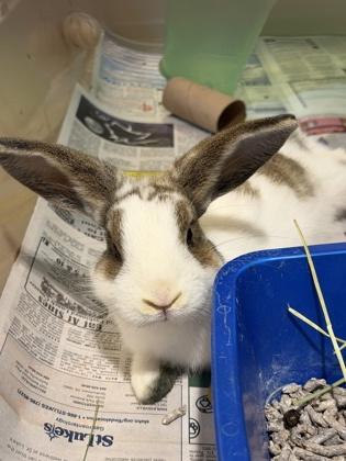 Bucatini, Adoptable, Young Male English Lop & Lionhead.