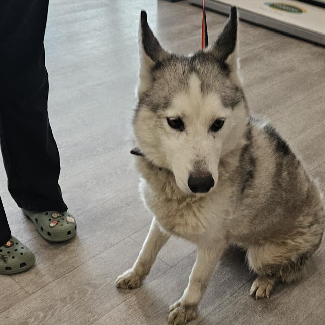 Enlarge A011080, a Adoptable Husky in Wylie, TX image 1/1