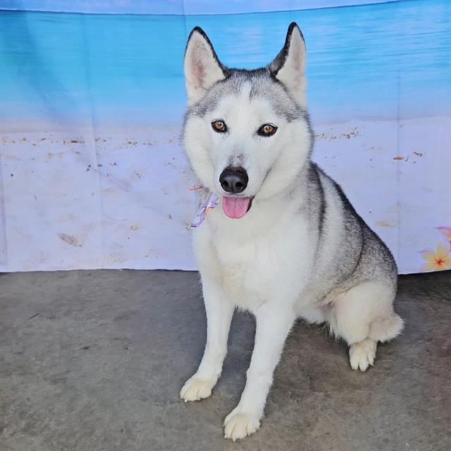 AYLA, Adoptable, Adult Female Husky.