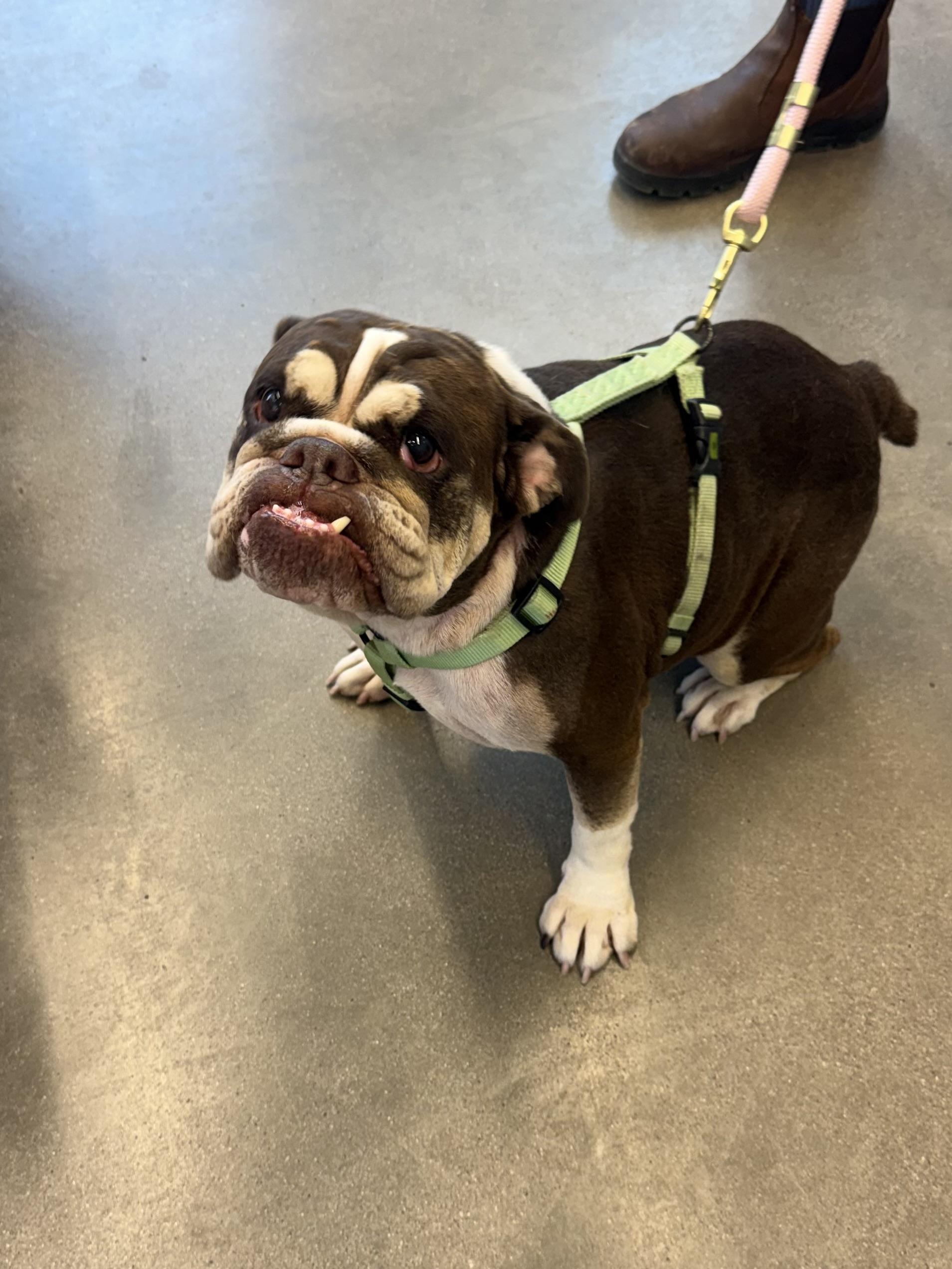 Nopel, Adoptable, Adult Female English Bulldog.
