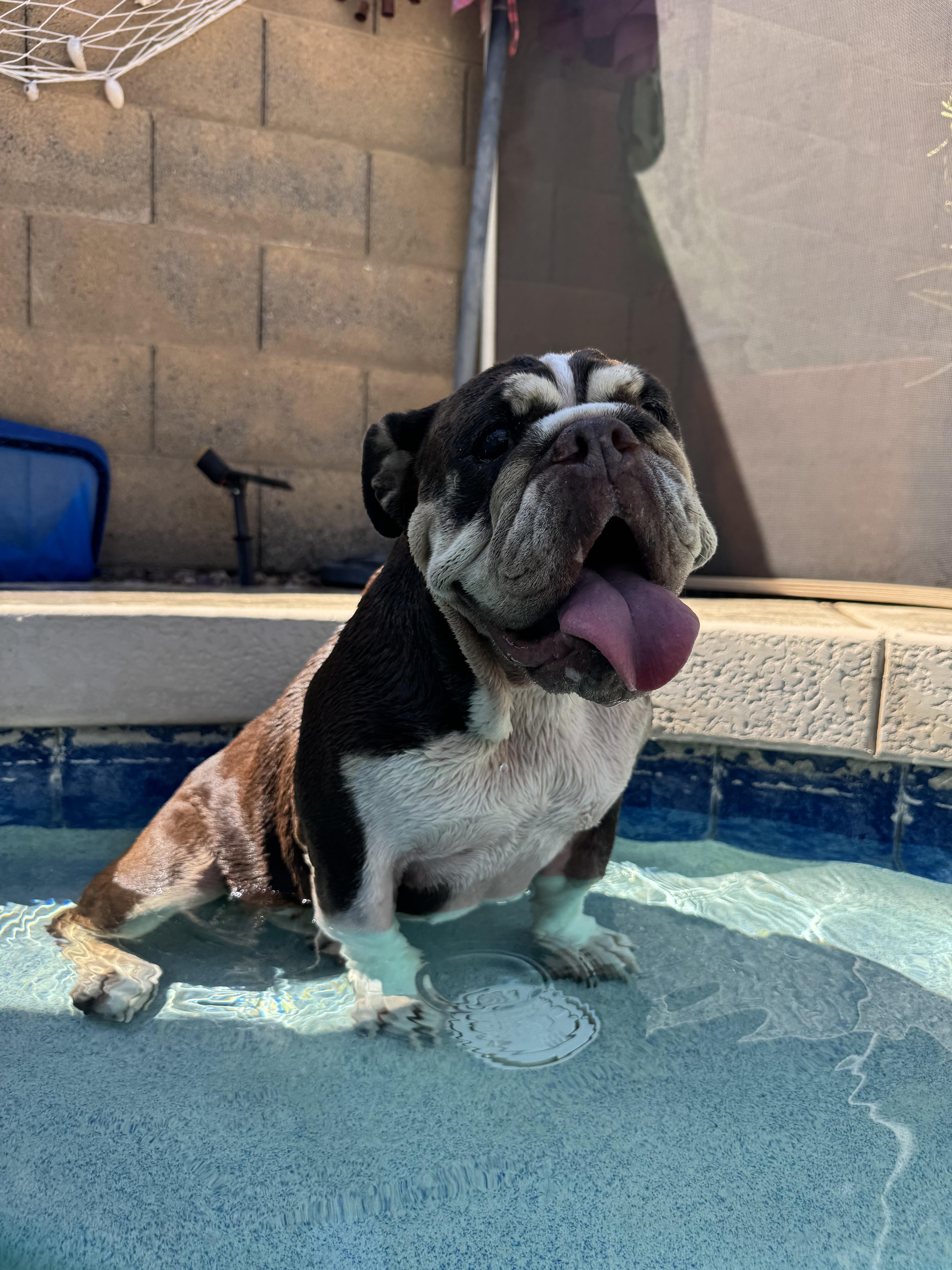 Enlarge Nopel, a Adoptable English Bulldog in Mesa, AZ image 2/6