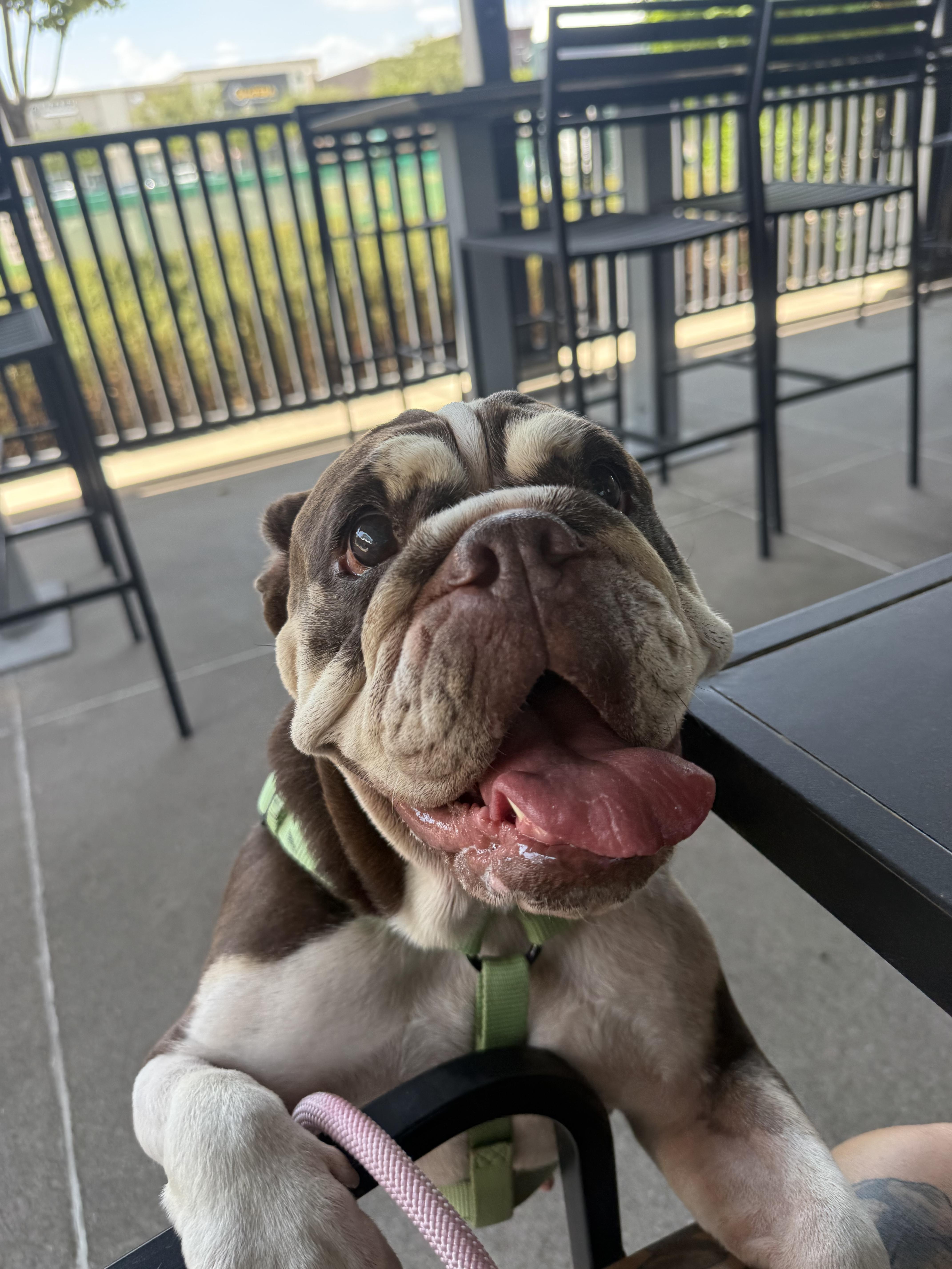 Enlarge Nopel, a Adoptable English Bulldog in Mesa, AZ image 3/6