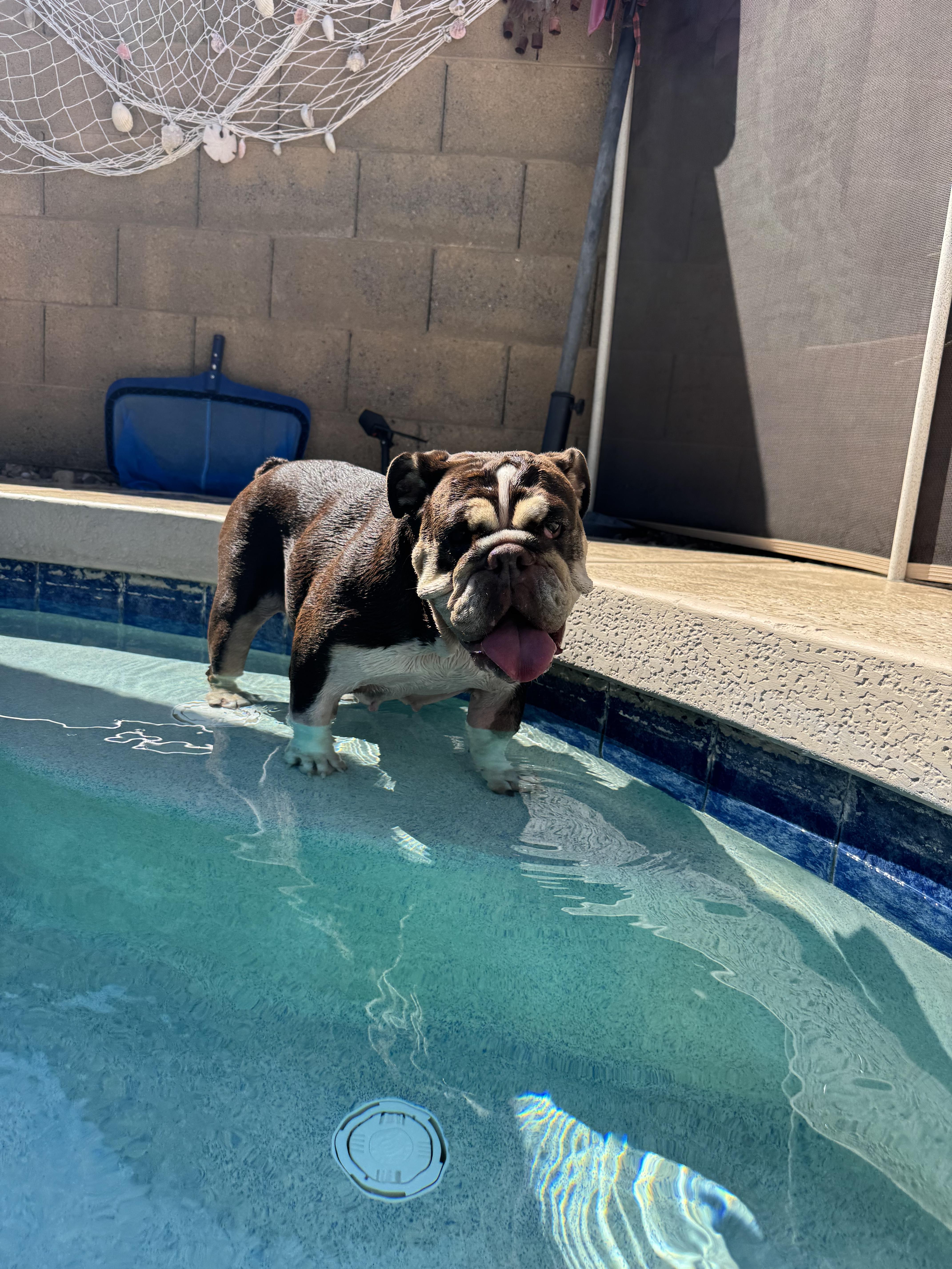 Enlarge Nopel, a Adoptable English Bulldog in Mesa, AZ image 4/6