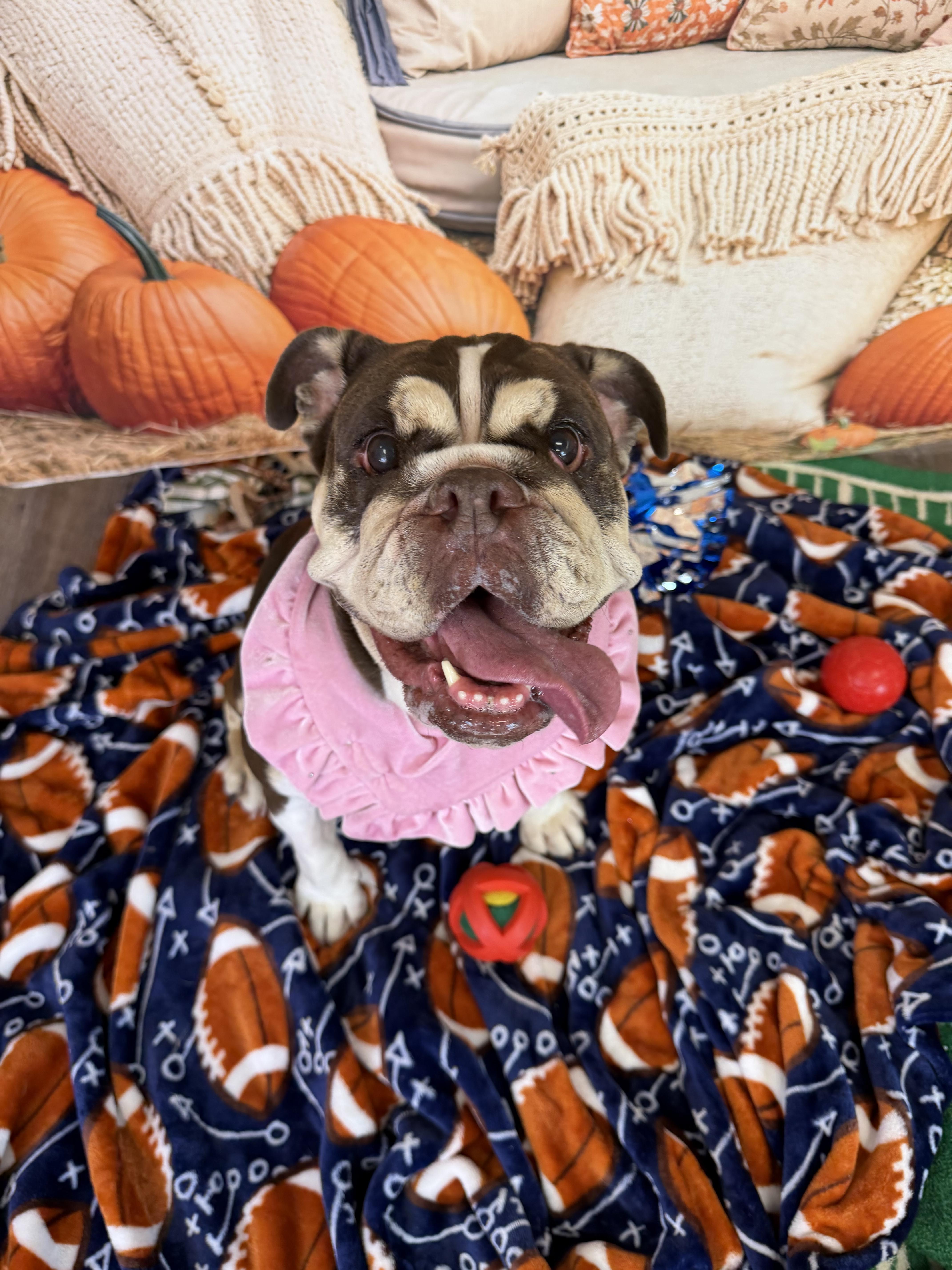 Enlarge Nopel, a Adoptable English Bulldog in Mesa, AZ image 5/6