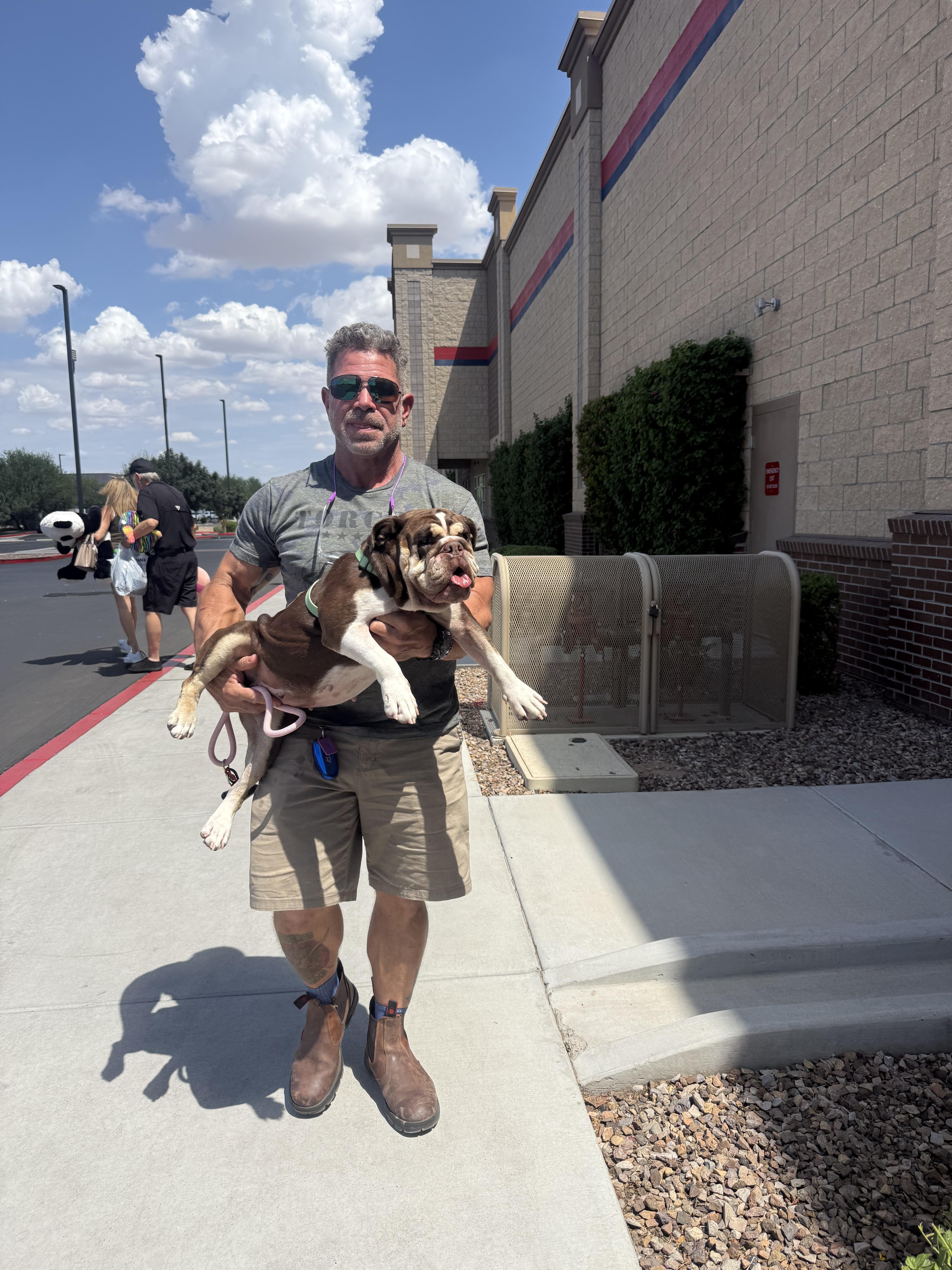 Enlarge Nopel, a Adoptable English Bulldog in Mesa, AZ image 6/6