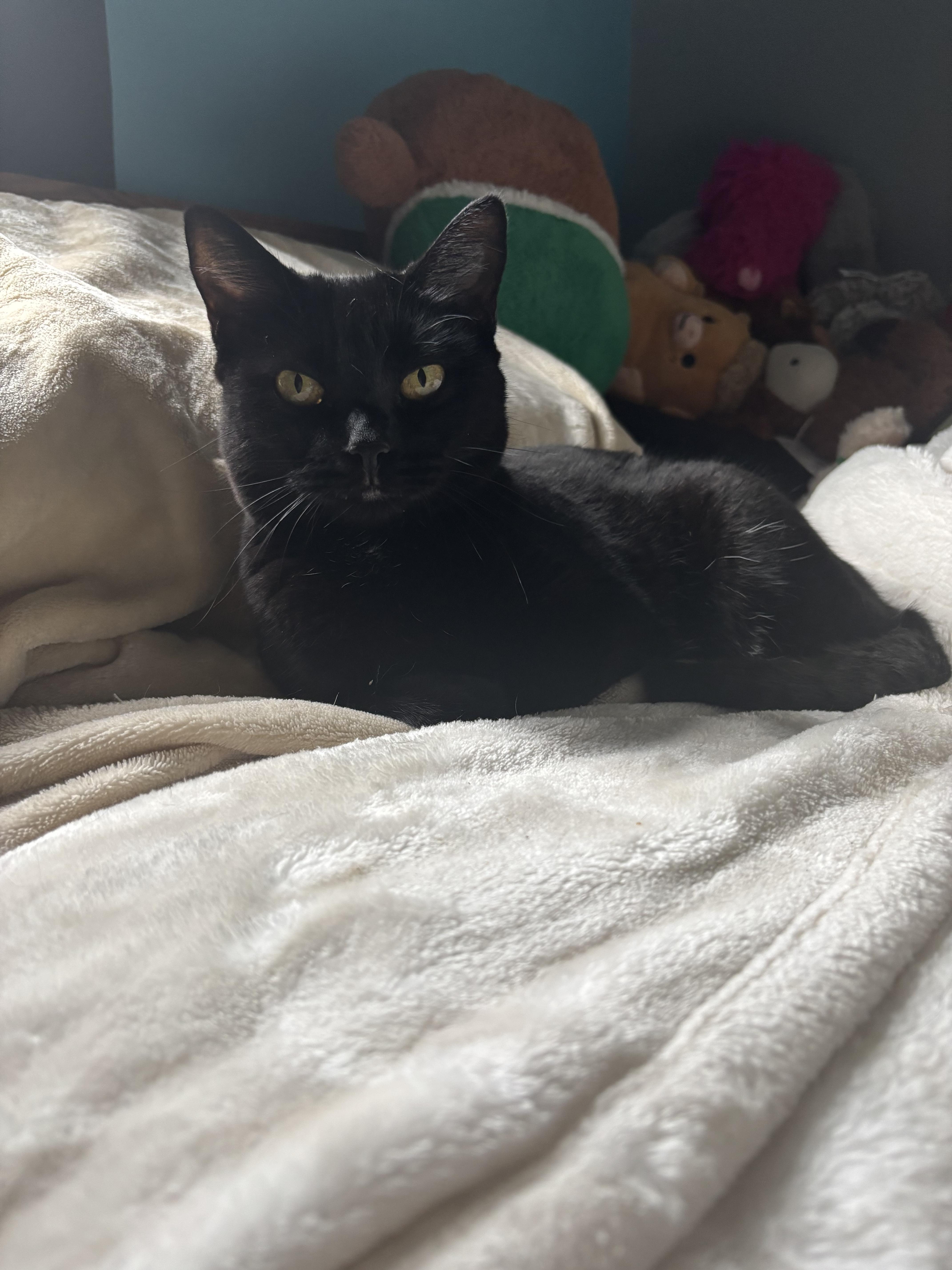 Enlarge Buttercup (Sponsored Adoption Fee), a Adoptable Domestic Short Hair in Lemont, IL image 1/6