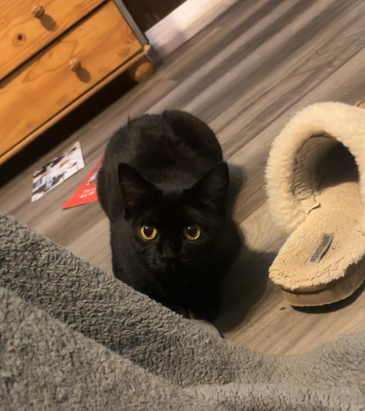 Enlarge Buttercup (Sponsored Adoption Fee), a Adoptable Domestic Short Hair in Lemont, IL image 2/6