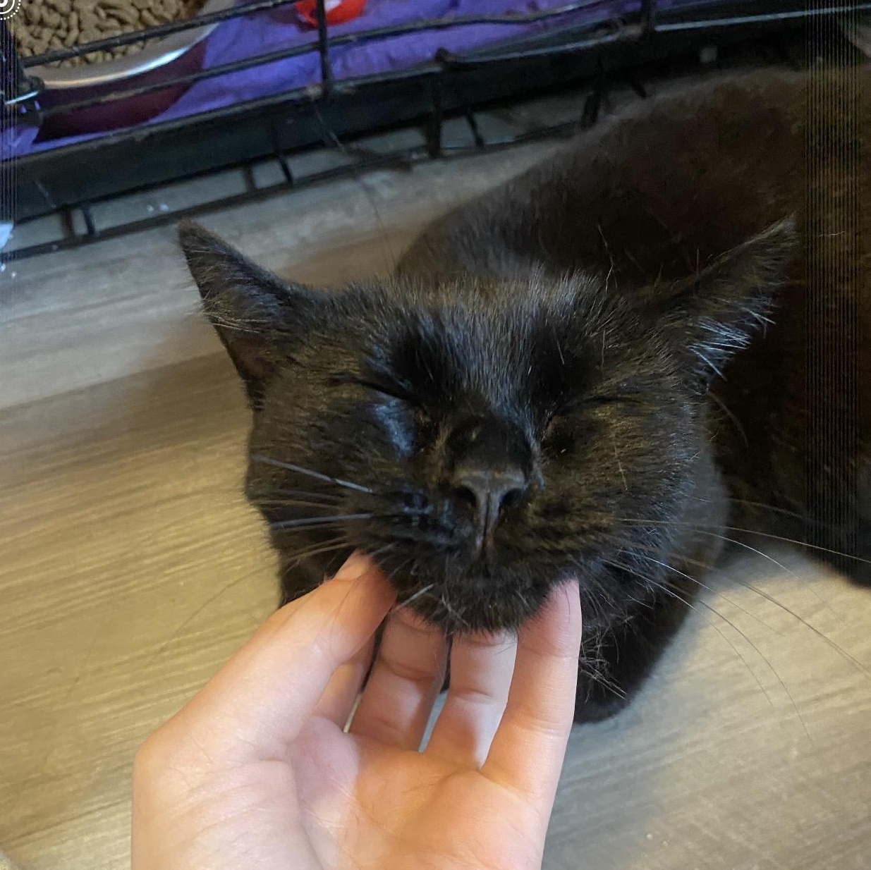 Enlarge Buttercup (Sponsored Adoption Fee), a Adoptable Domestic Short Hair in Lemont, IL image 2/3