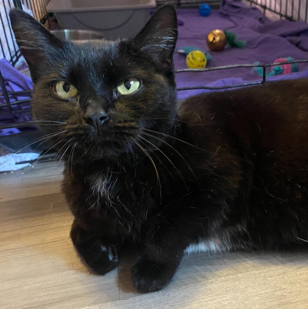 Enlarge Buttercup (Sponsored Adoption Fee), a Adoptable Domestic Short Hair in Lemont, IL image 1/3