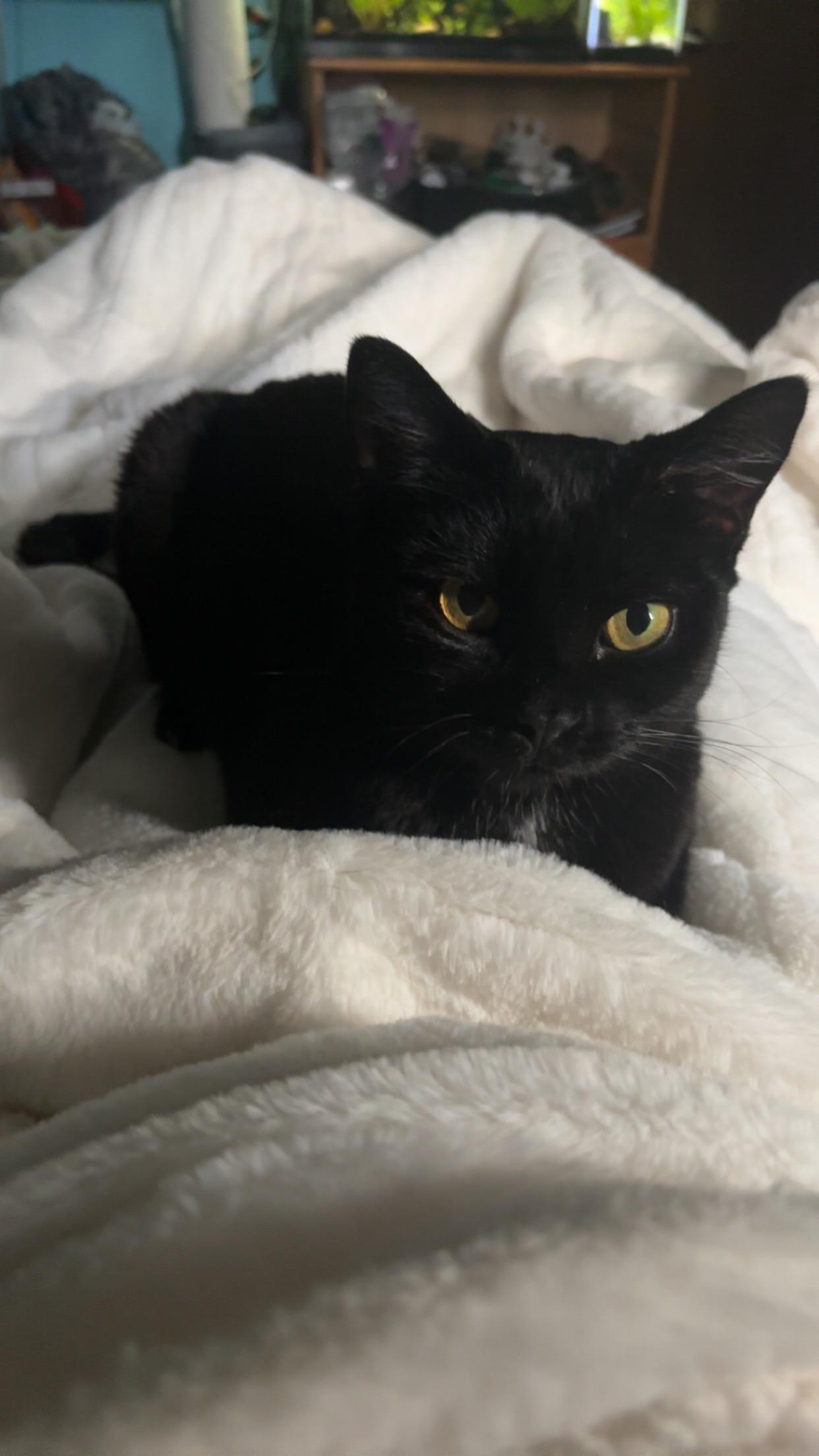 Enlarge Buttercup (Sponsored Adoption Fee), a Adoptable Domestic Short Hair in Lemont, IL image 4/6