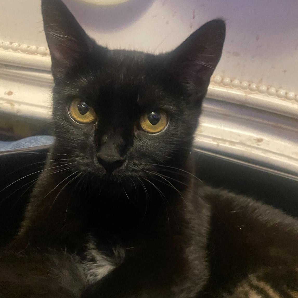 Enlarge Buttercup (Sponsored Adoption Fee), a Adoptable Domestic Short Hair in Lemont, IL image 3/3