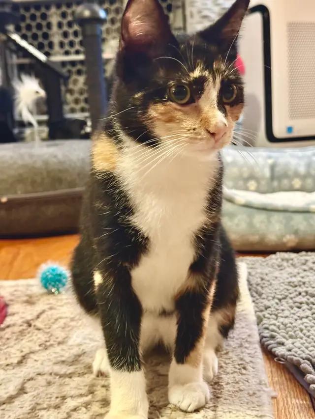 Titania, Adoptable, Young Female Domestic Short Hair.