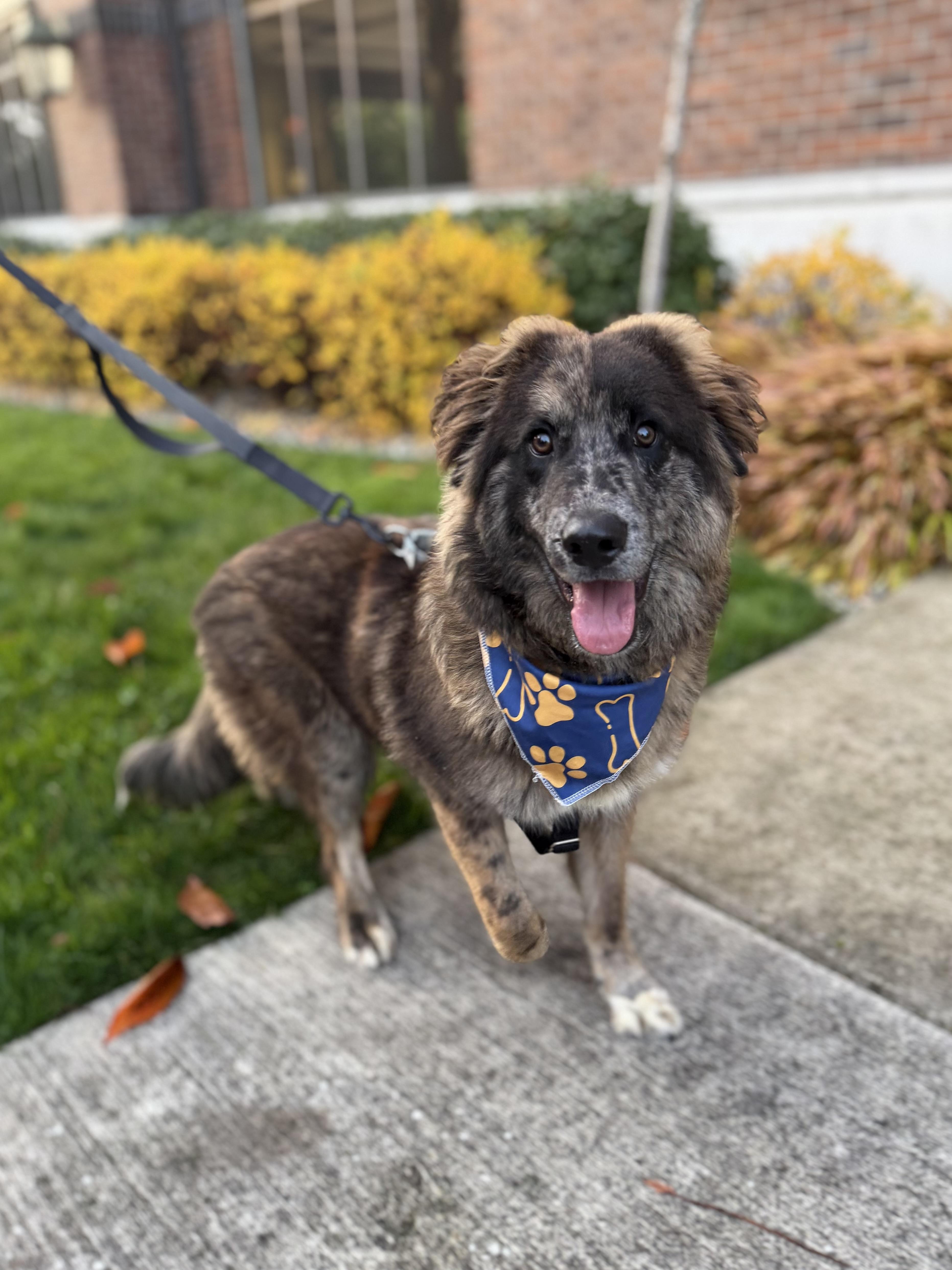 Jigsaw, ADOPTABLE, Young Male Australian Shepherd & Border Collie.