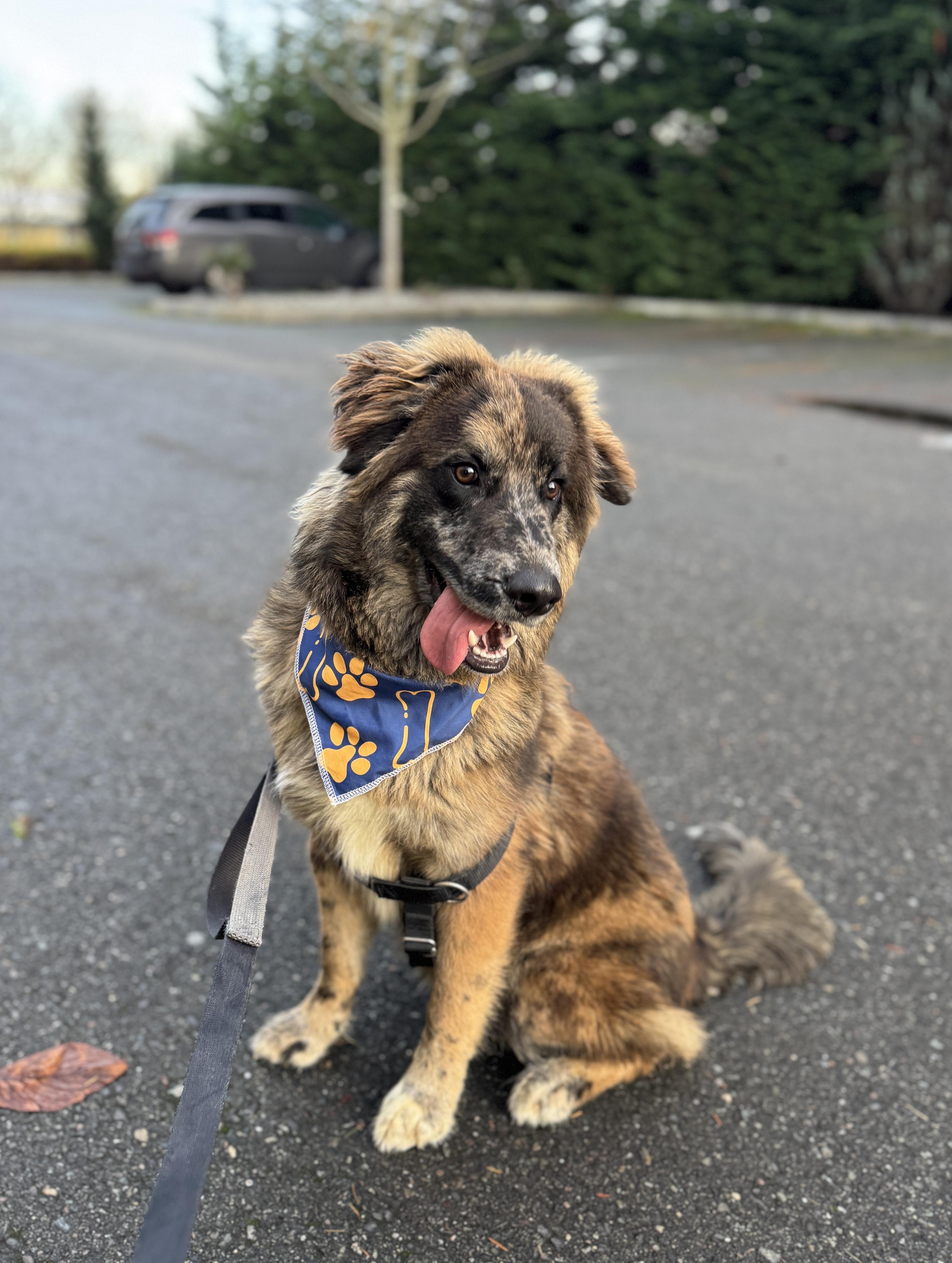 Enlarge Jigsaw, a ADOPTABLE mixed breed in lynnwood , WA image 2/6