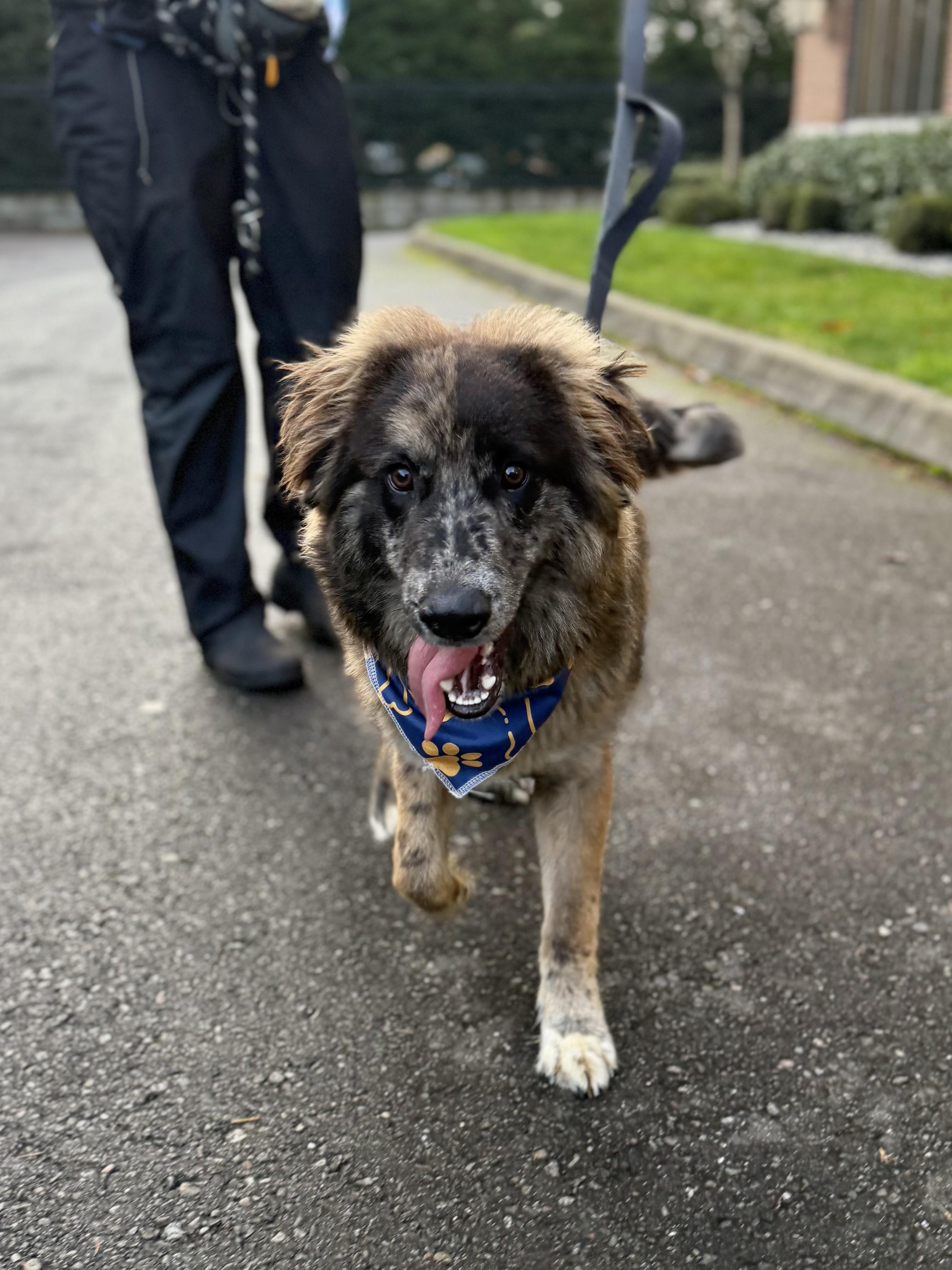 Enlarge Jigsaw, a ADOPTABLE mixed breed in lynnwood , WA image 3/6