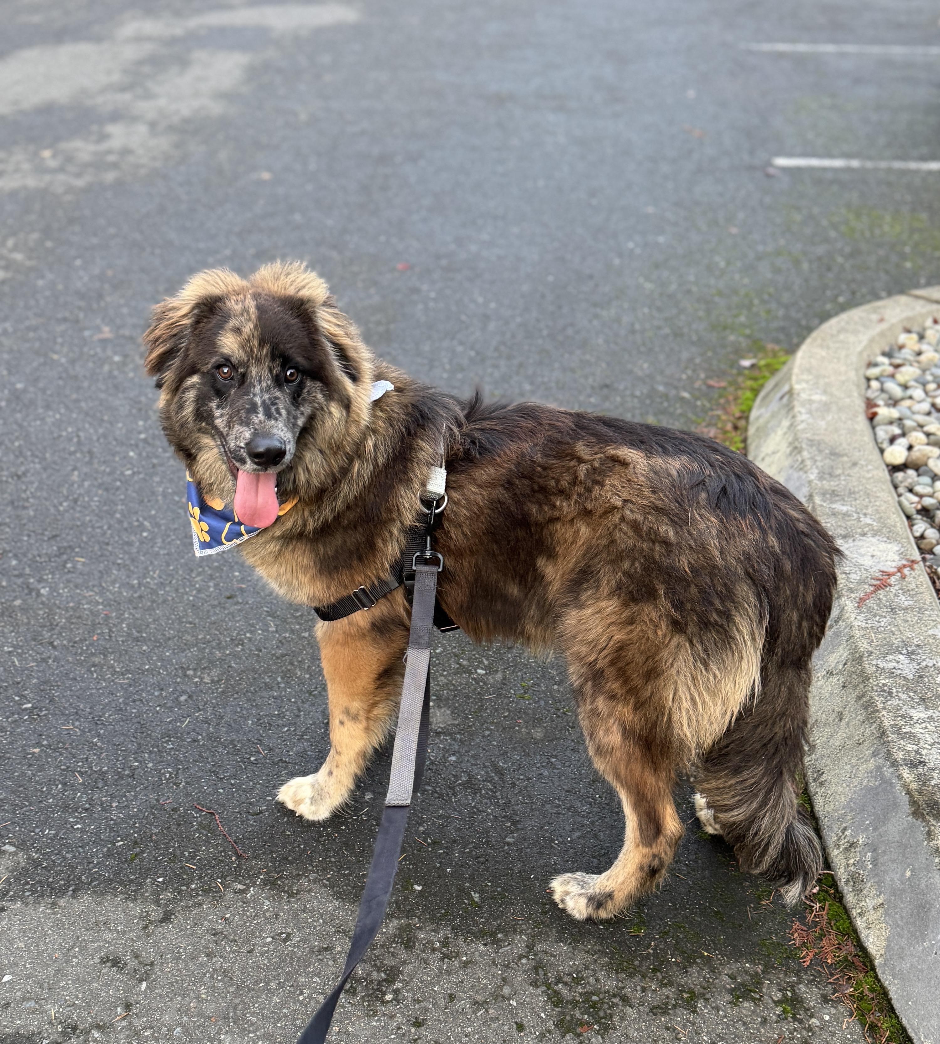 Enlarge Jigsaw, a ADOPTABLE mixed breed in lynnwood , WA image 4/6