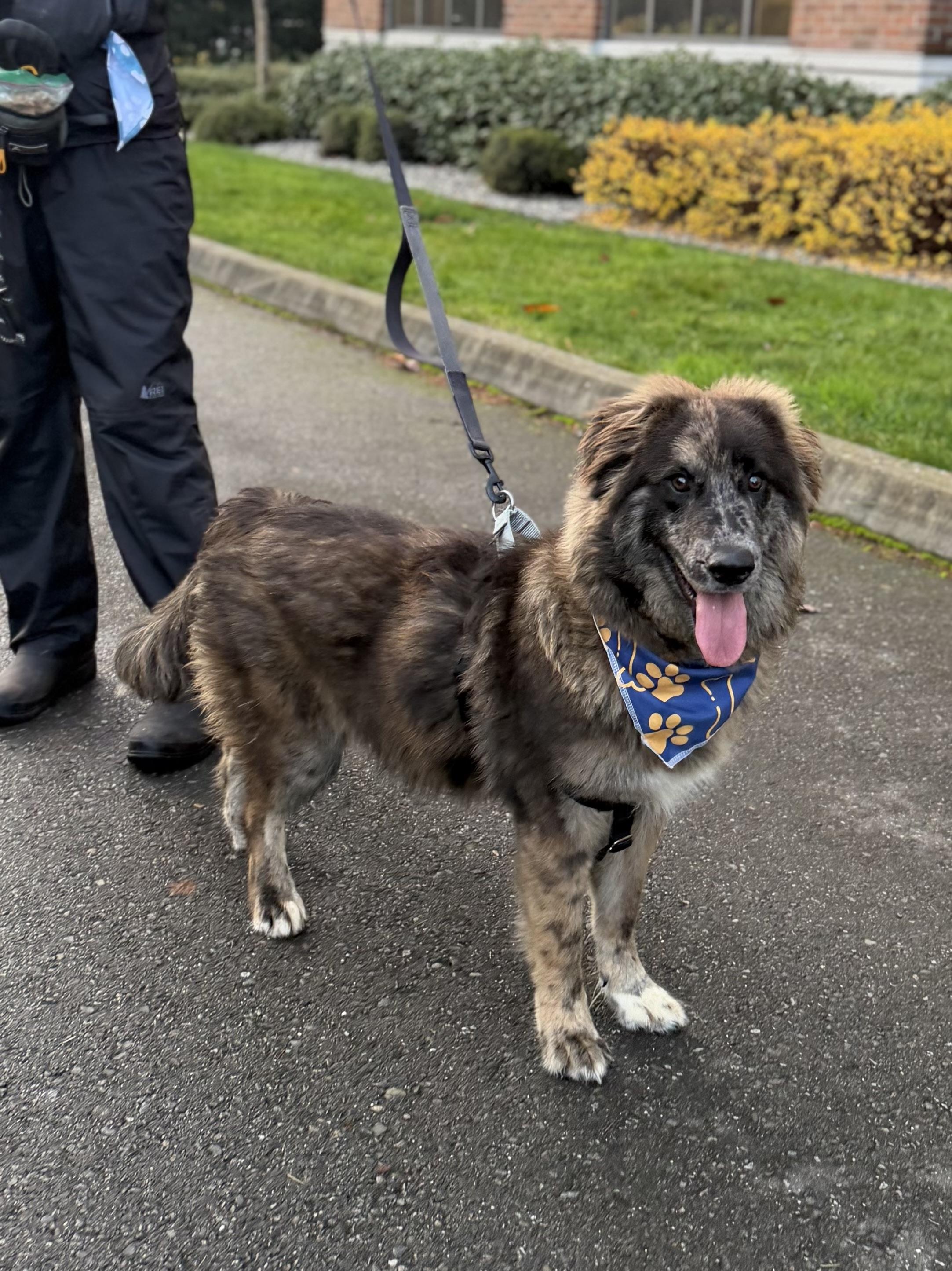 Enlarge Jigsaw, a ADOPTABLE mixed breed in lynnwood , WA image 5/6