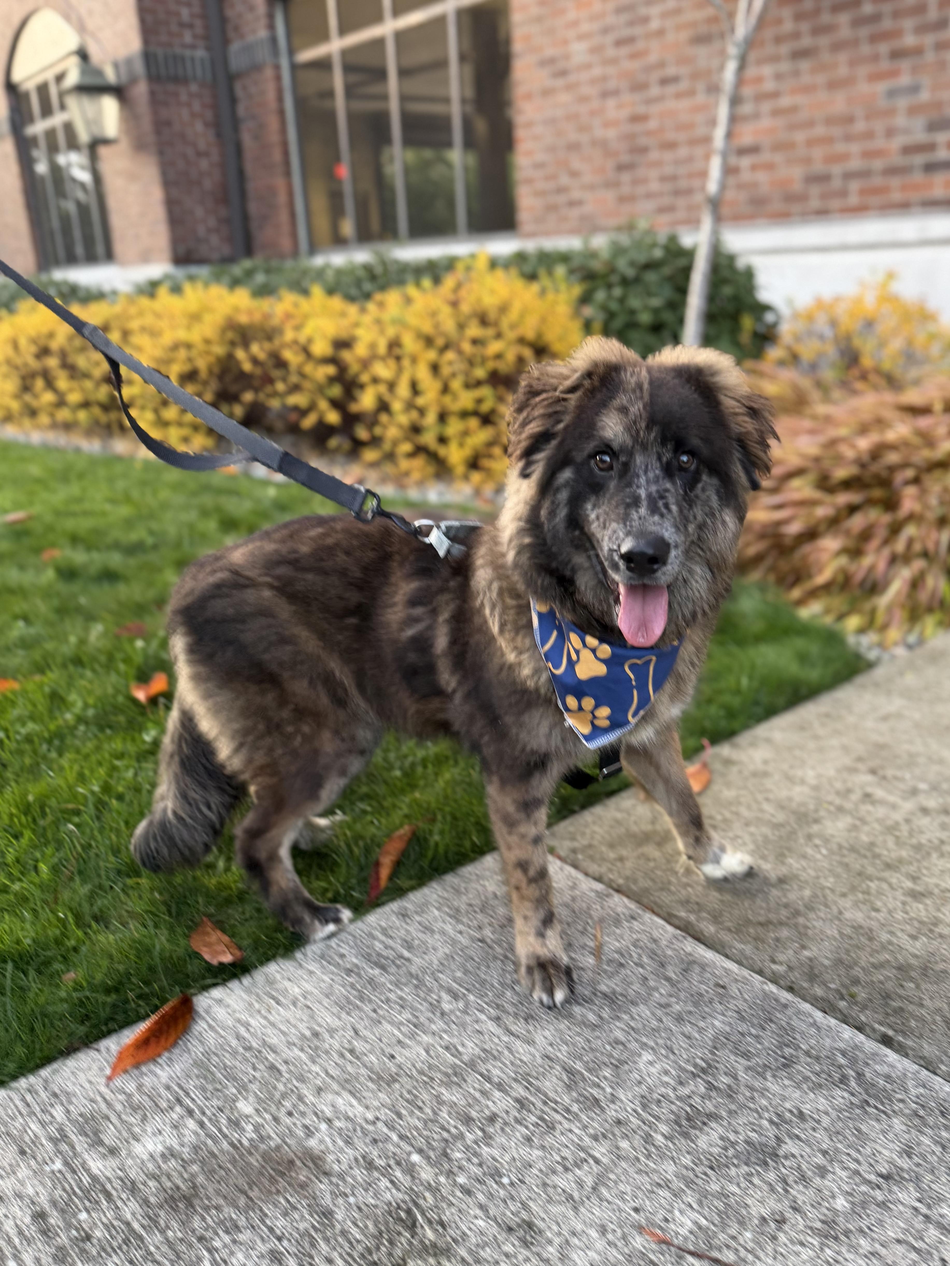 Enlarge Jigsaw, a ADOPTABLE mixed breed in lynnwood , WA image 6/6