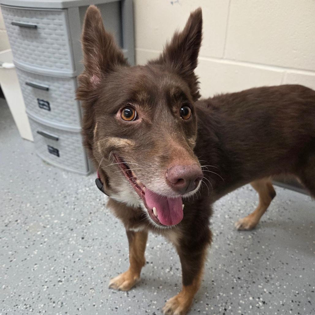 Enlarge Lilly Pad, a Adoptable mixed breed in Pontiac, IL image 1/6