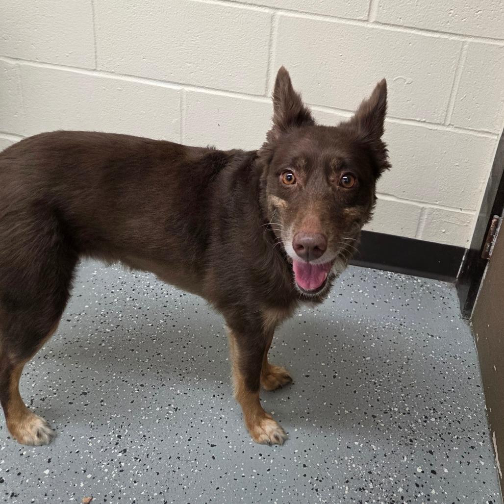 Enlarge Lilly Pad, a Adoptable mixed breed in Pontiac, IL image 6/6