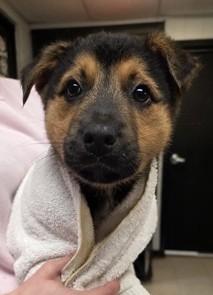 Enlarge Jedi, a ADOPTABLE Mixed Breed in North Myrtle Beach, SC image 1/2