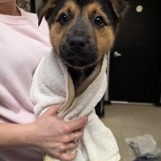 Enlarge Jedi, a ADOPTABLE Mixed Breed in North Myrtle Beach, SC image 2/2